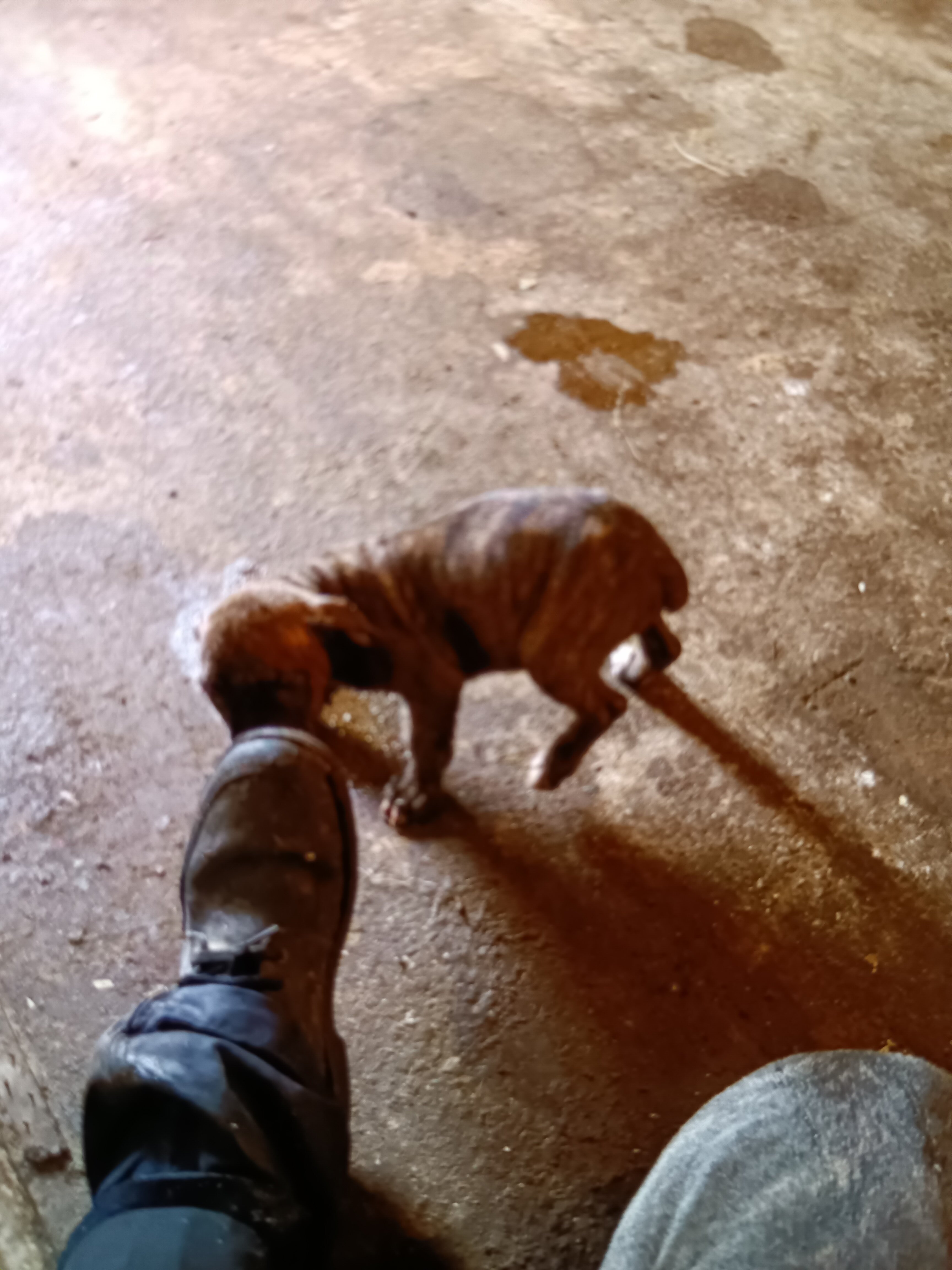Blue Cane Corso American image 2