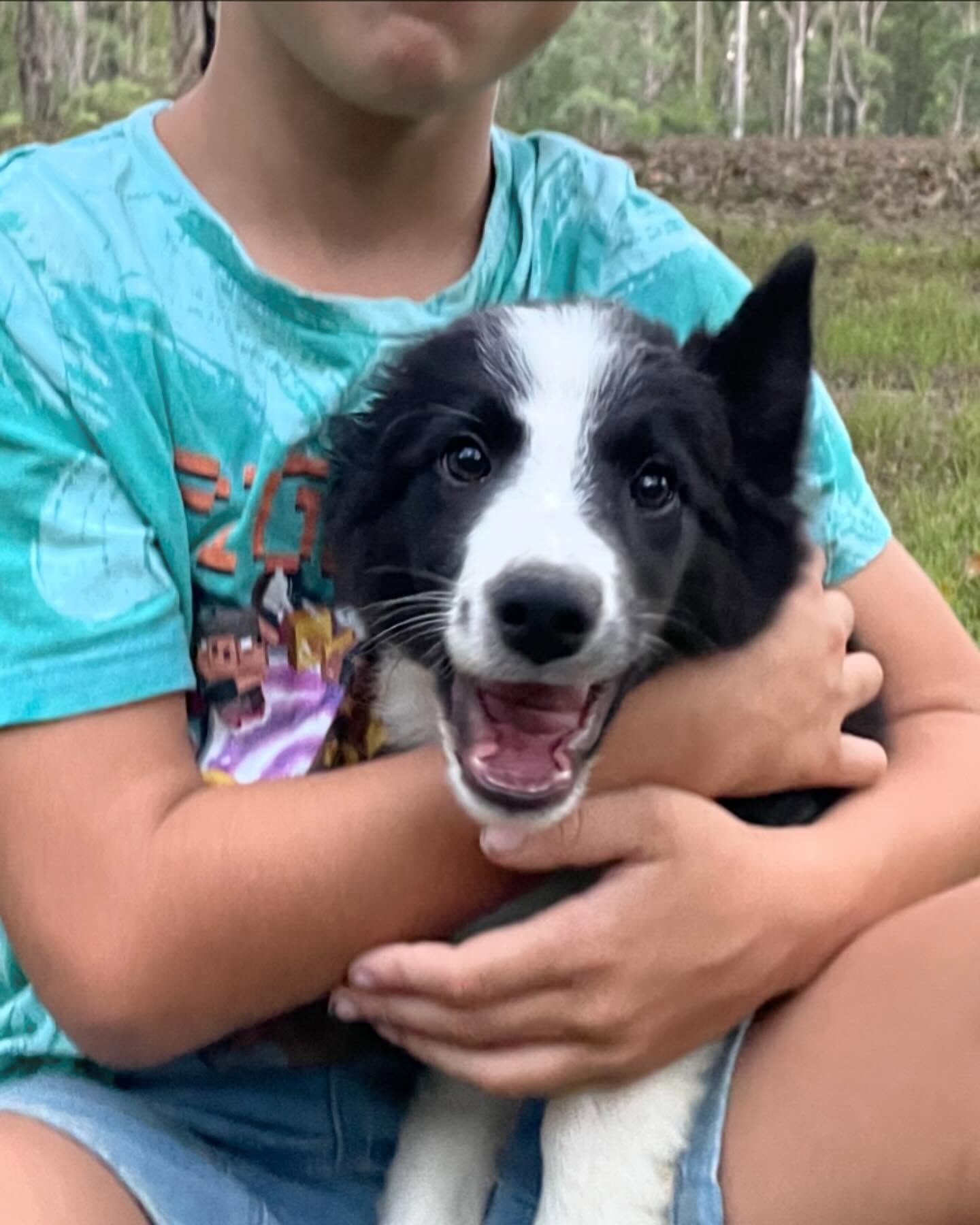 Border Collie Puppies for Sale image 1