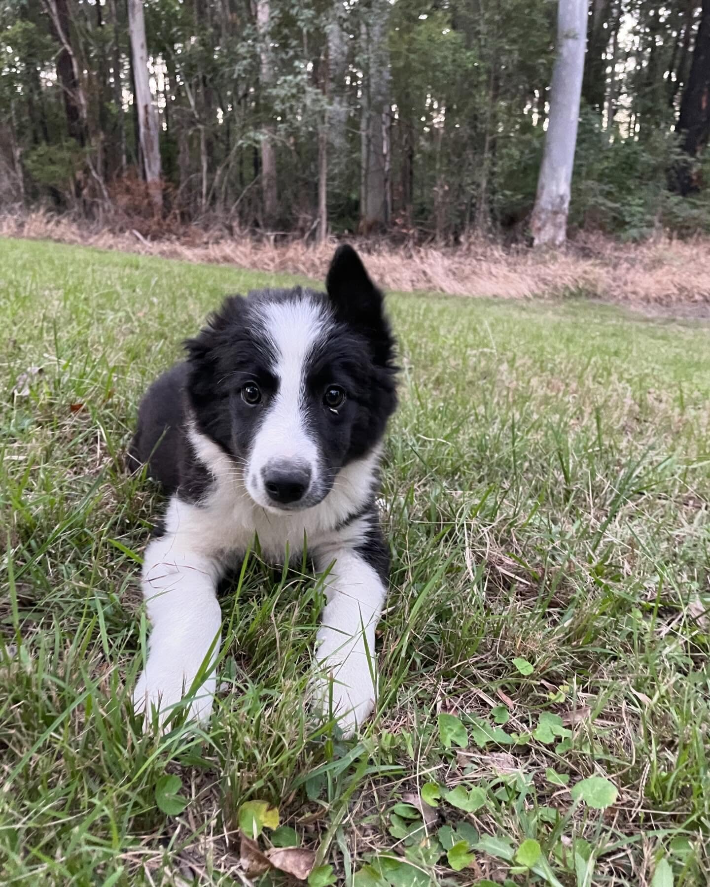 Border Collie Puppies for Sale image 2