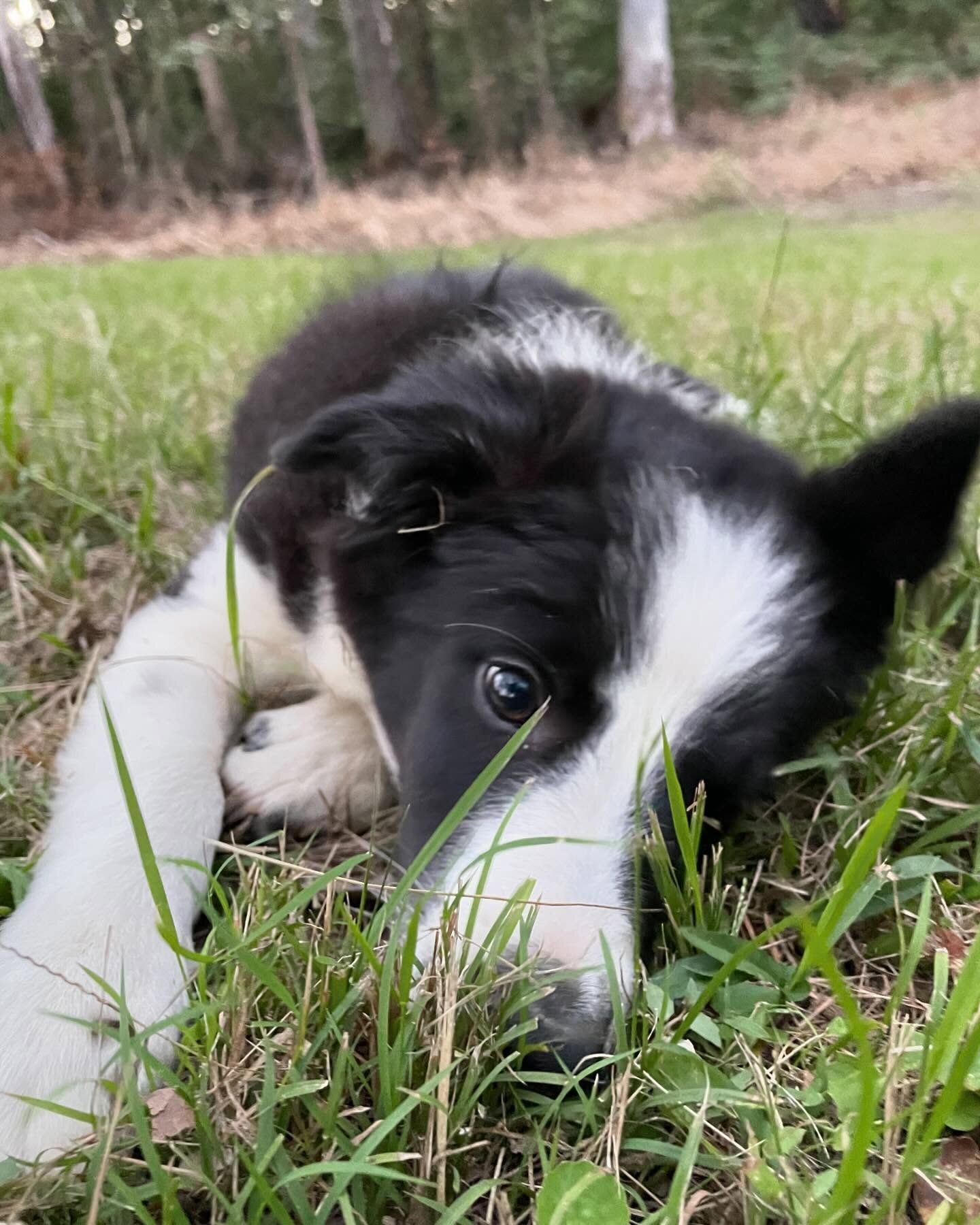 Border Collie Puppies for Sale image 3