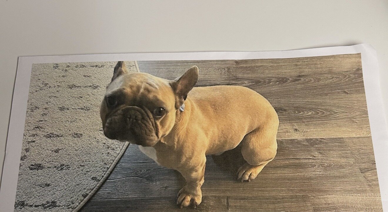 French bulldog image 1