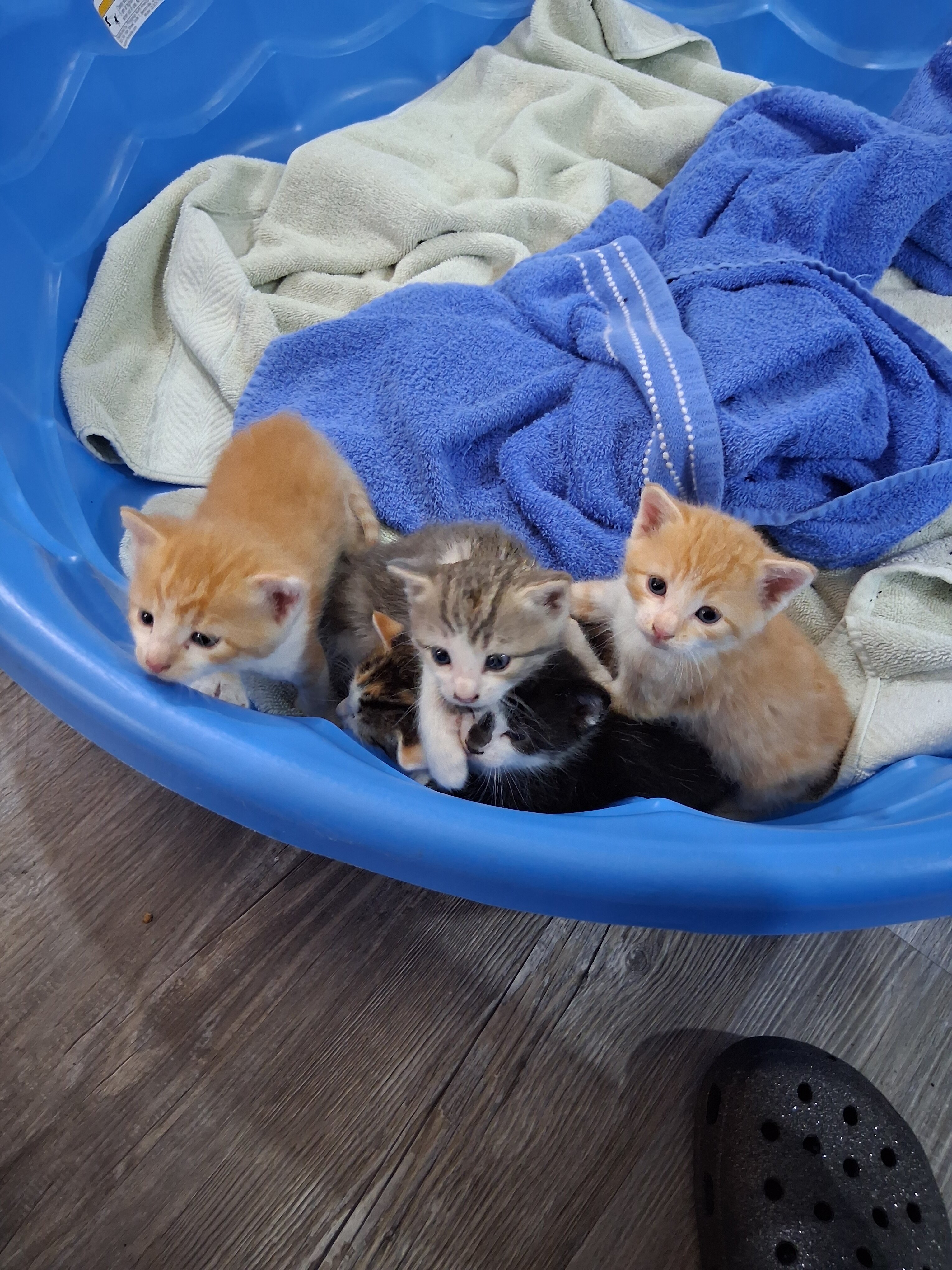 Free kittens image 1