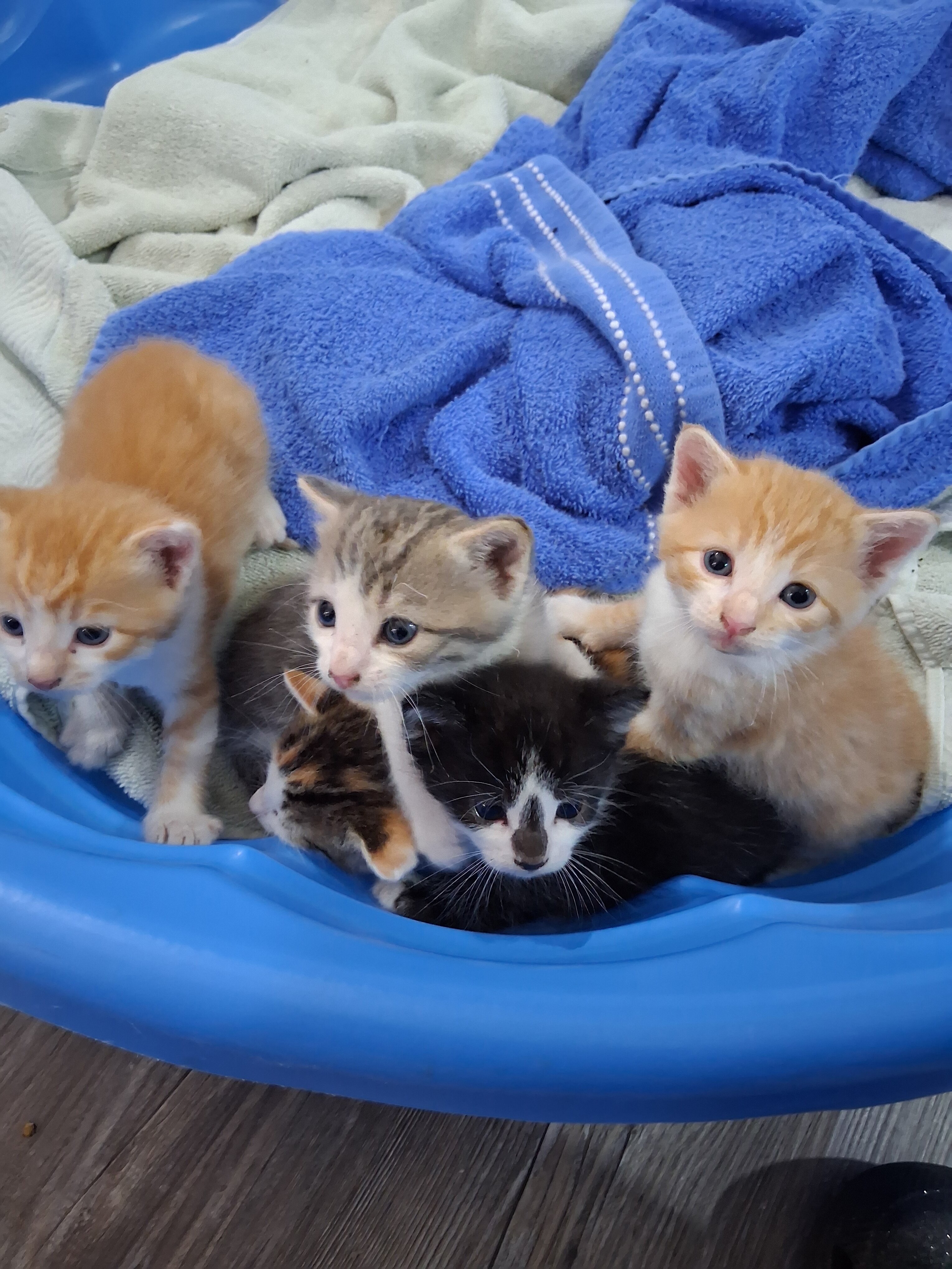 Free kittens image 2
