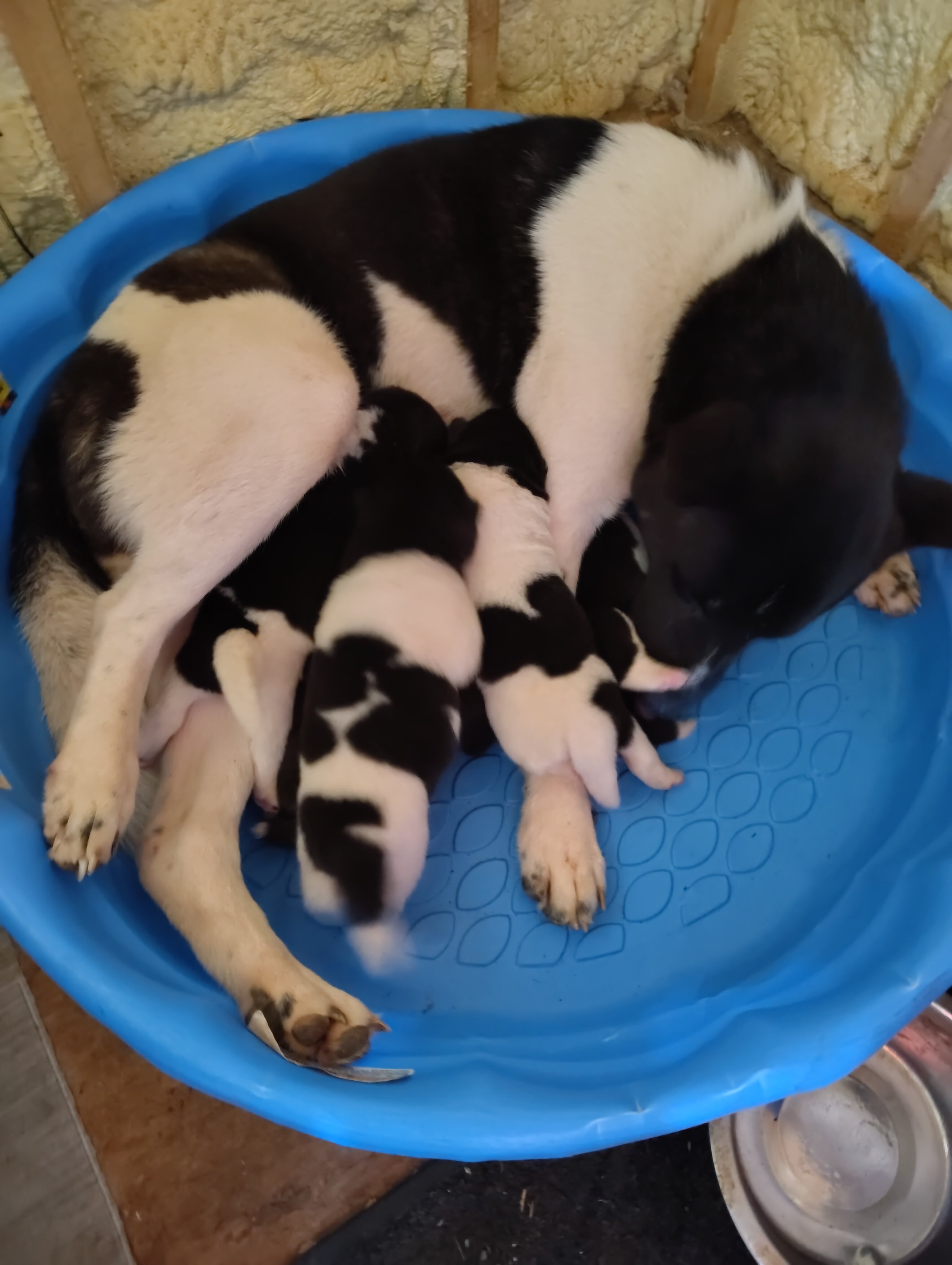 Akita Puppies looking for their Forever Homes image 1