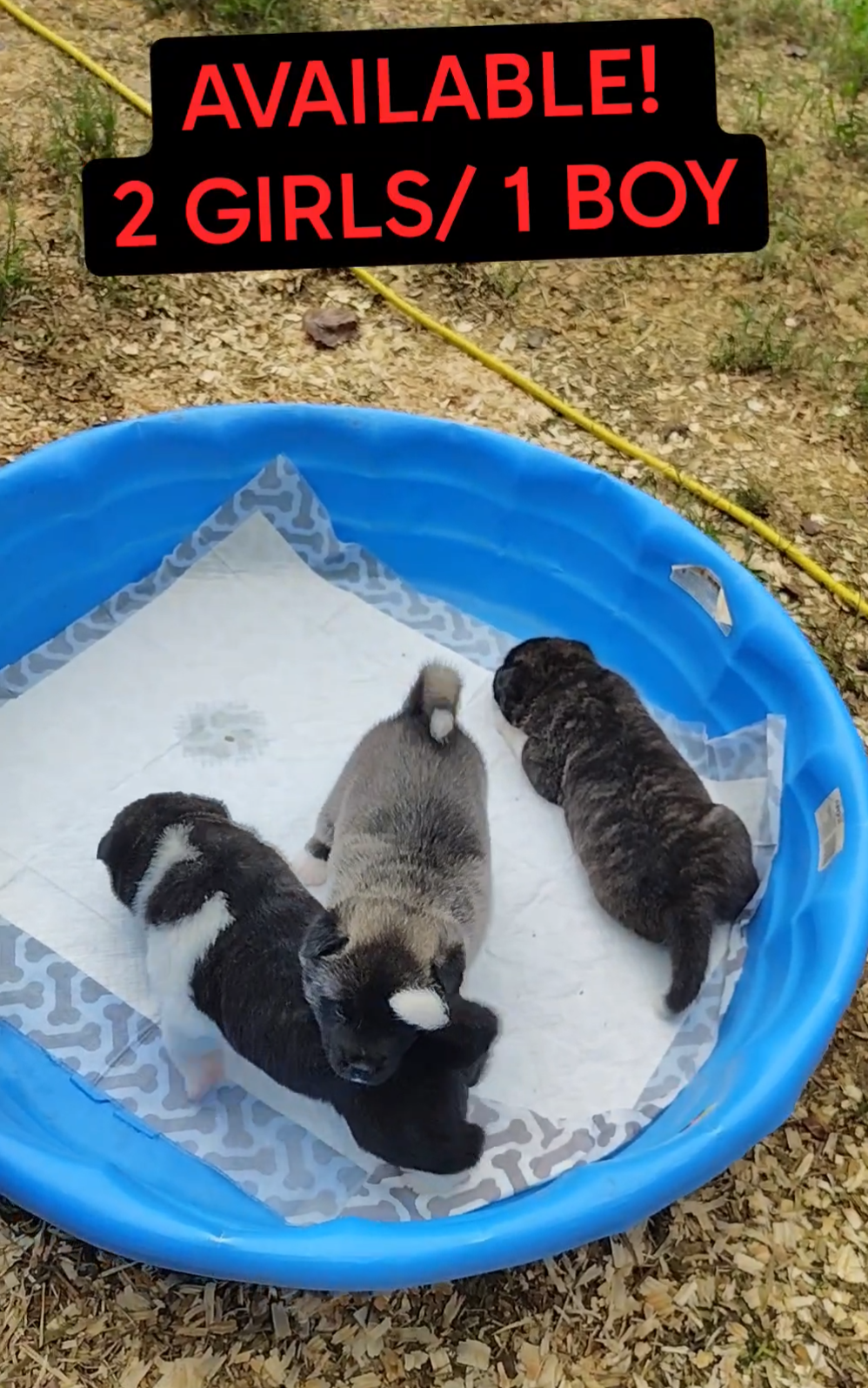 Akita Puppies looking for their Forever Homes image 3