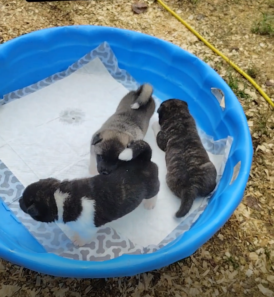 Akita Puppies looking for their Forever Homes image 2