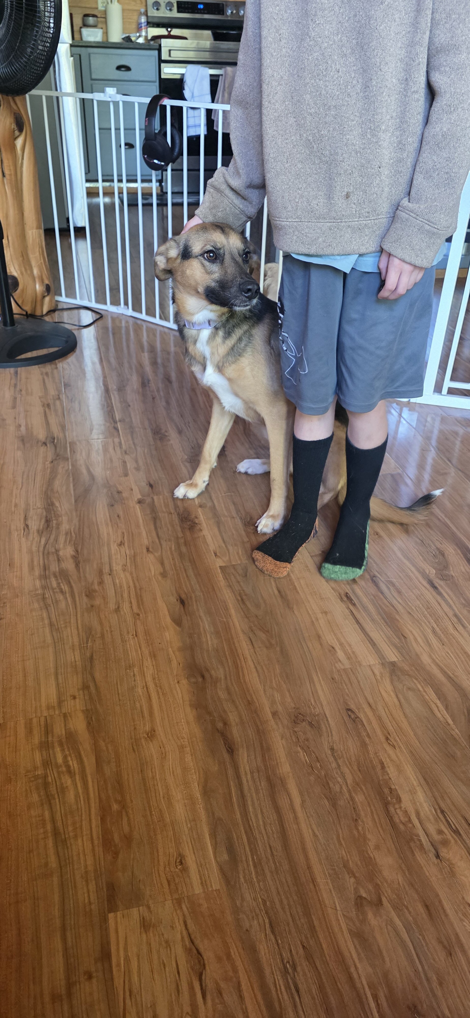Fixed female dog image 1