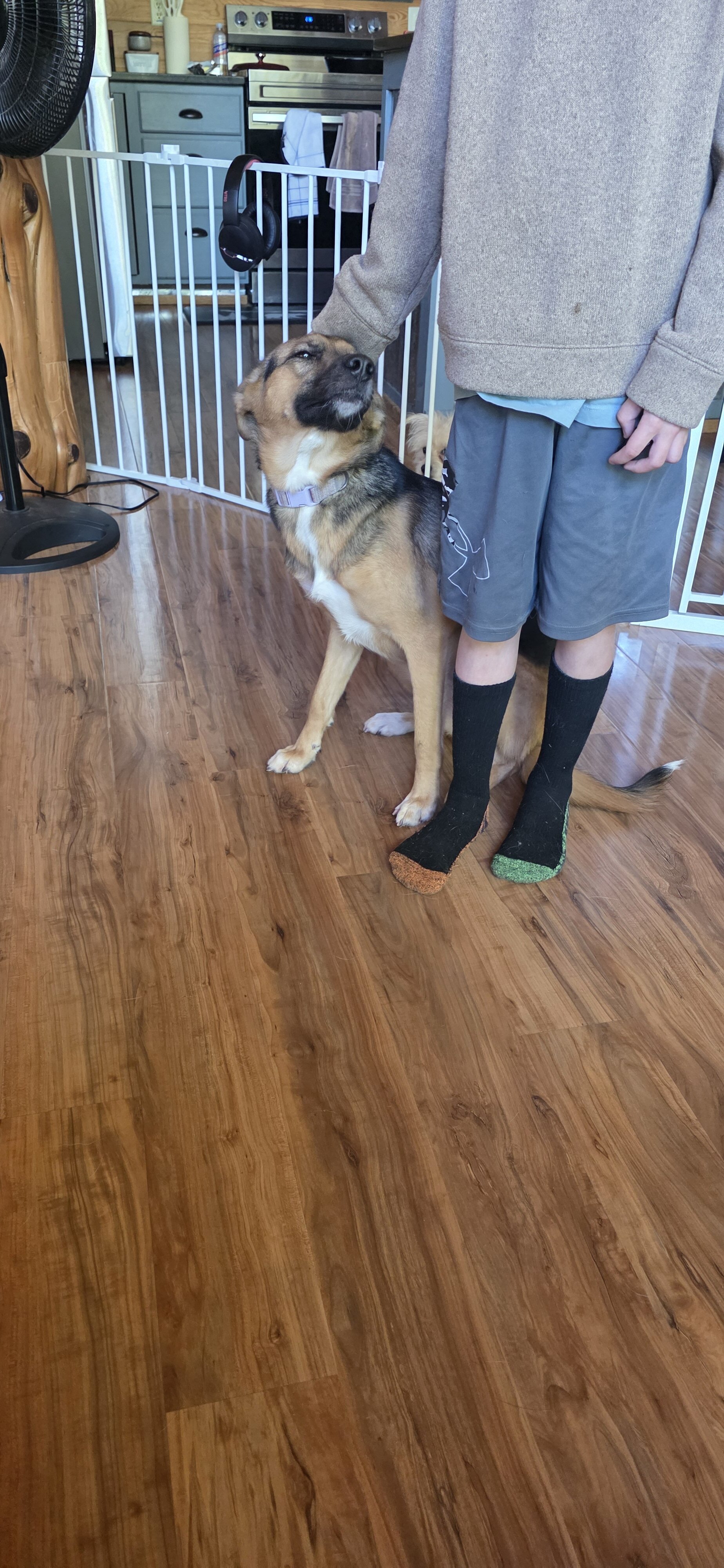 Fixed female dog image 2