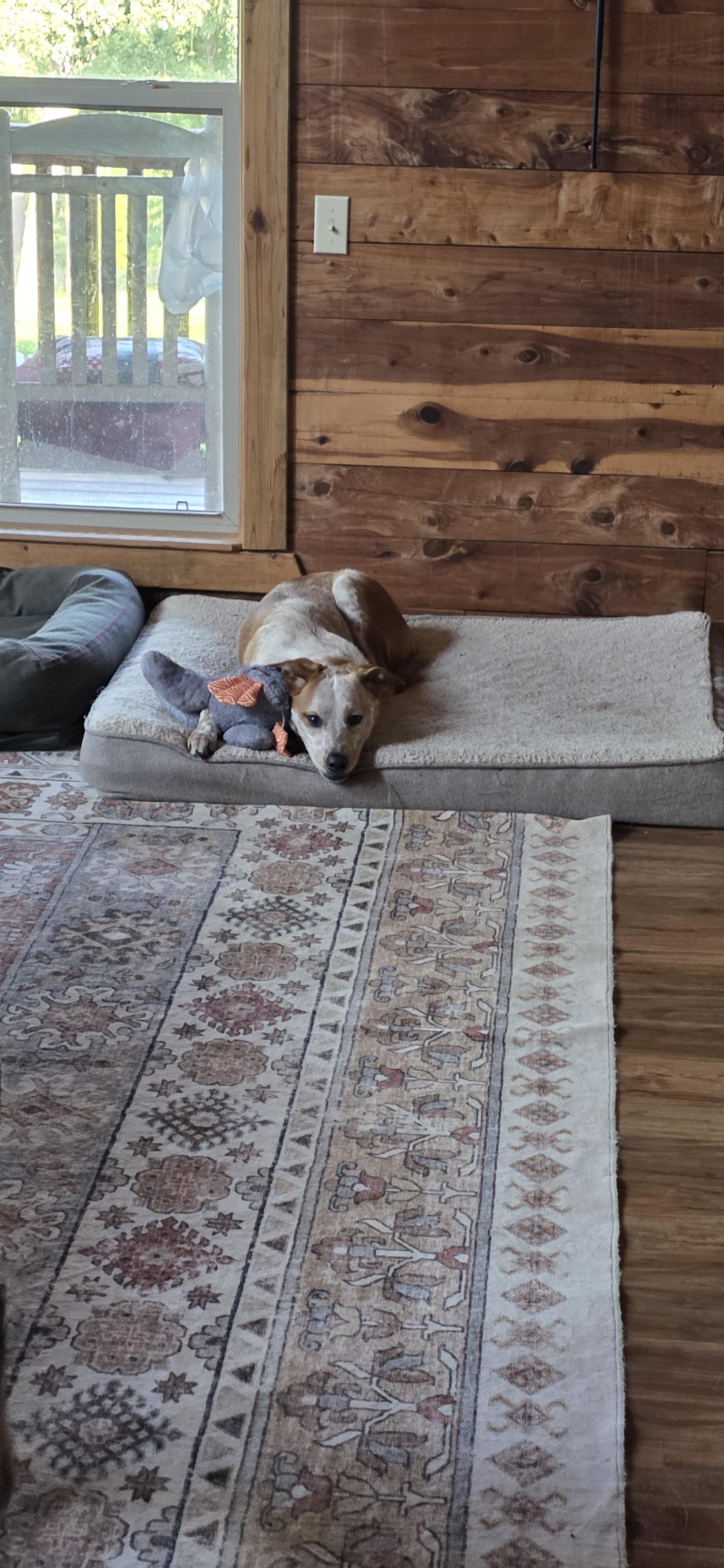 Dog image 1