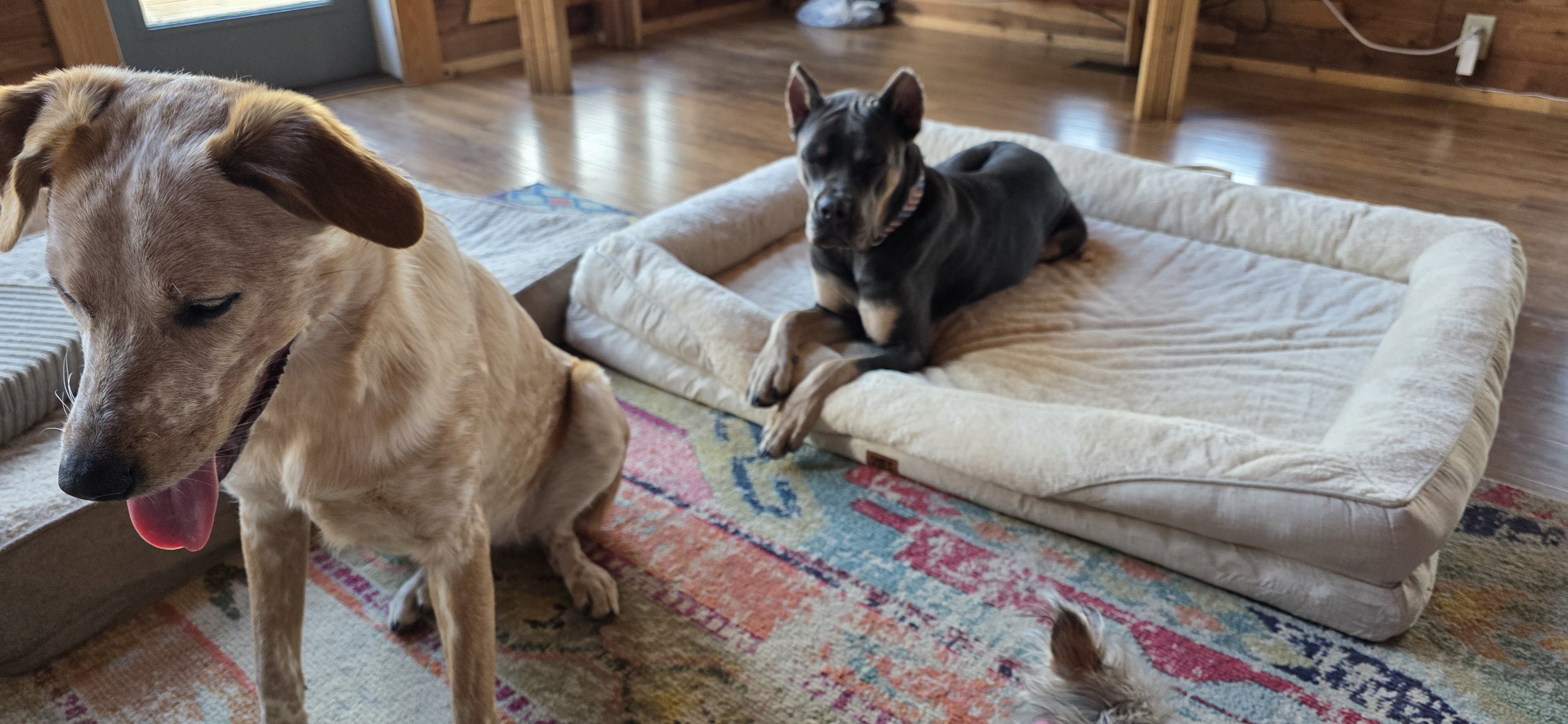 Dog image 2