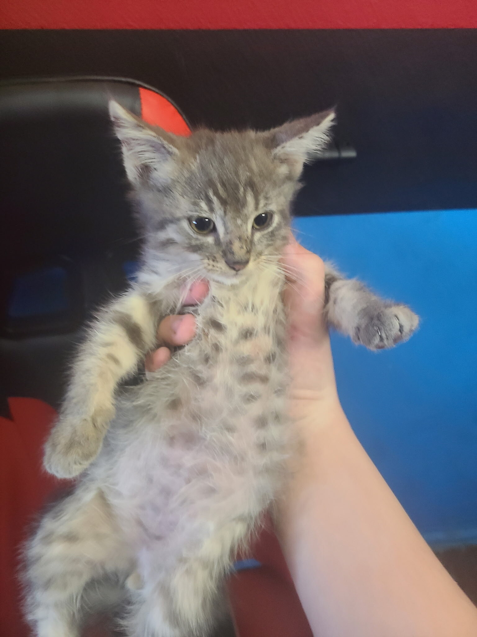 Gray Tabby image 1