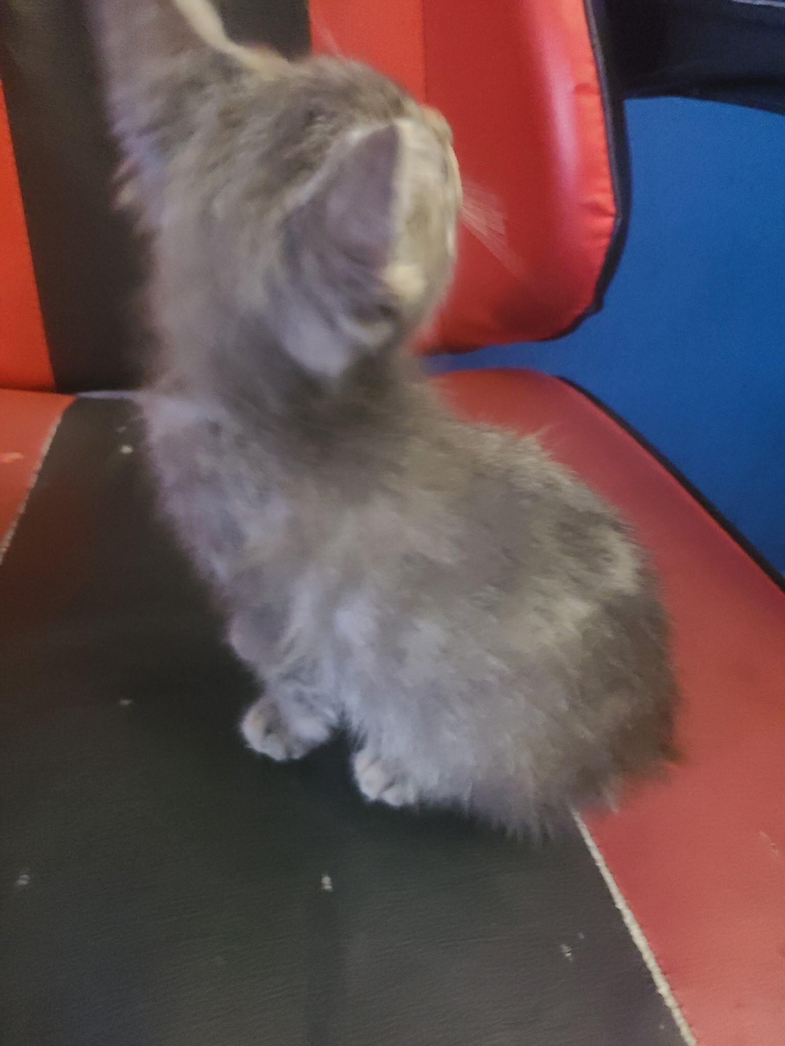 Gray Tabby image 2