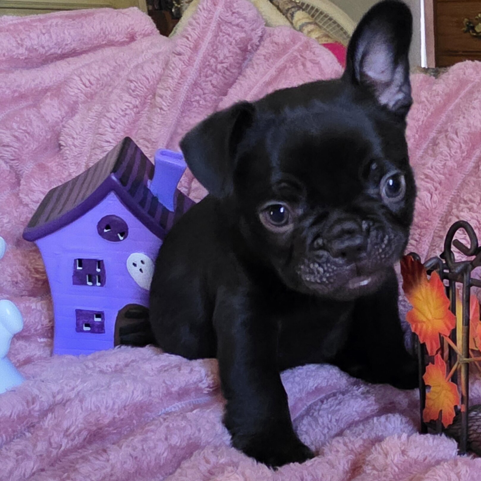 Frenchton puppy/french bulldog image 1