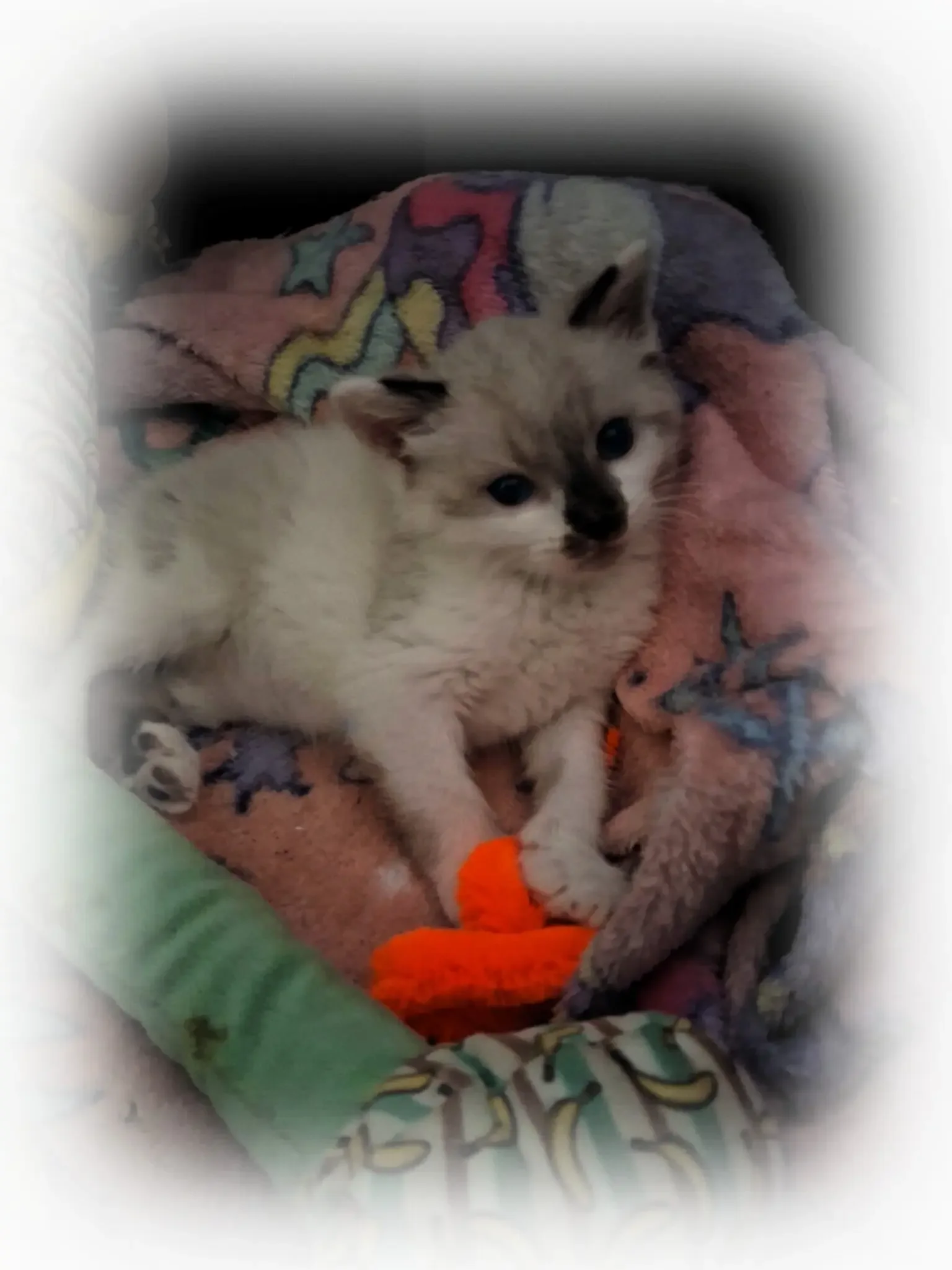 Adorable sassy snowshoe Kitten image 8