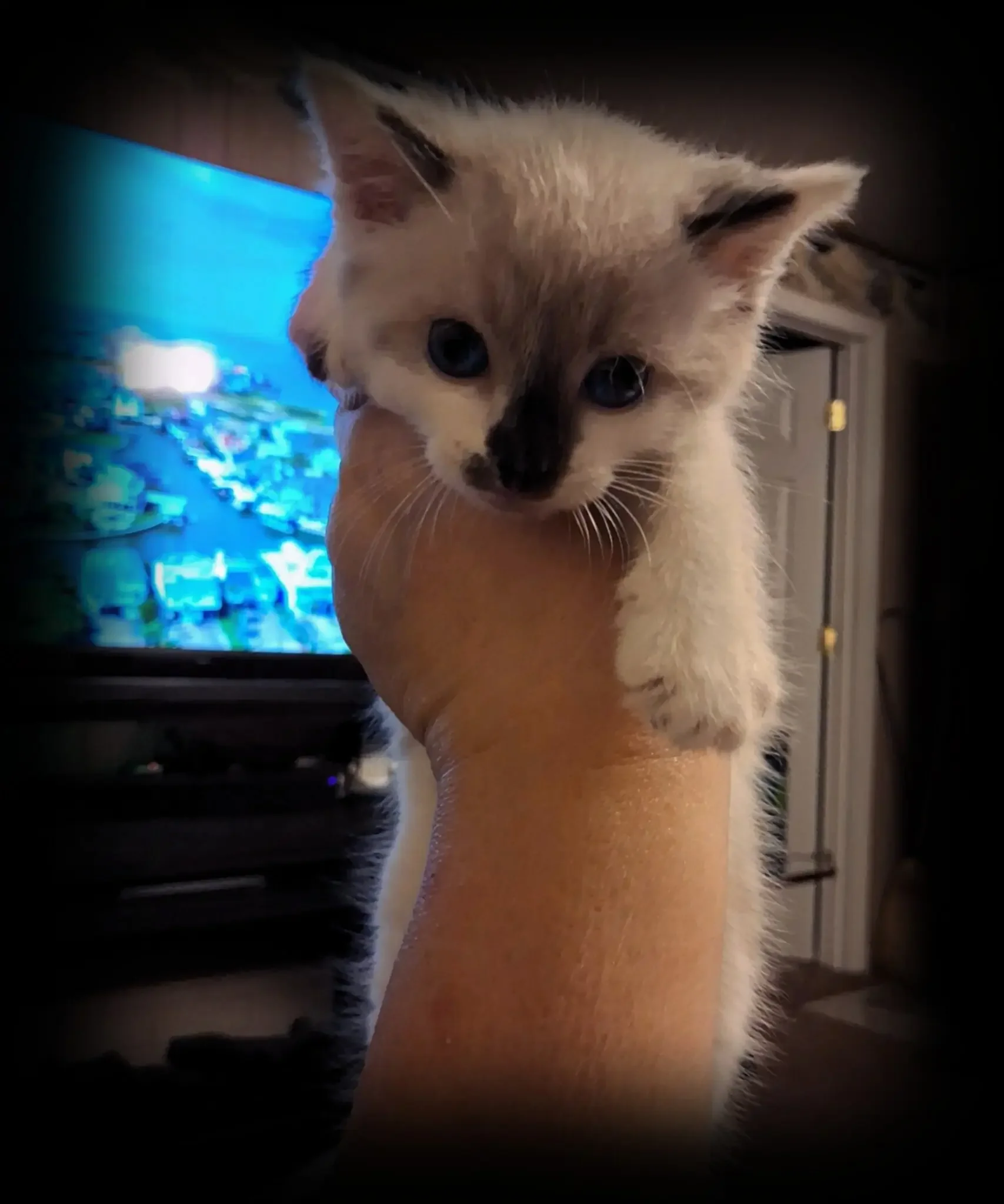 Adorable sassy snowshoe Kitten image 6