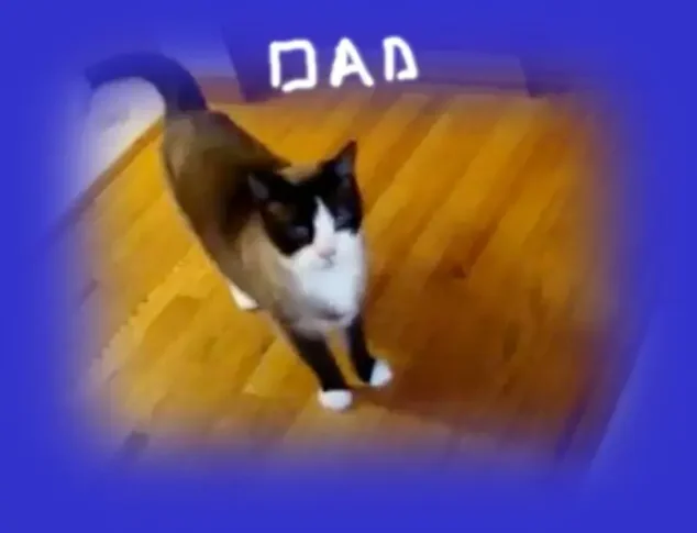 Adorable sassy snowshoe Kitten image 10