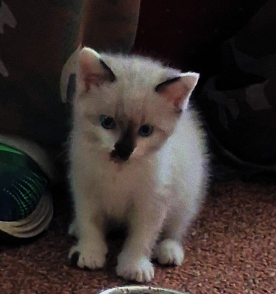 Adorable sassy snowshoe Kitten image 2