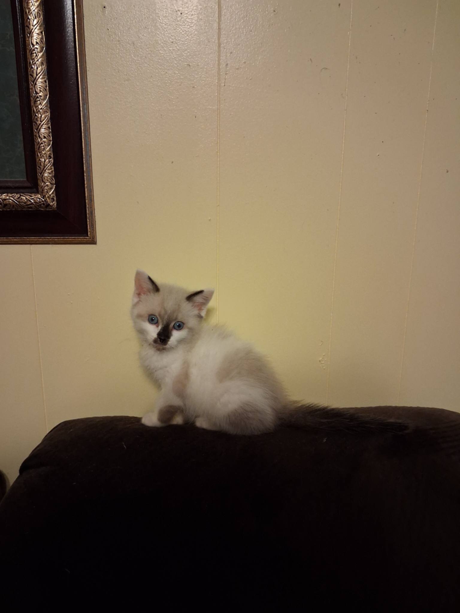 Adorable sassy snowshoe Kitten image 1