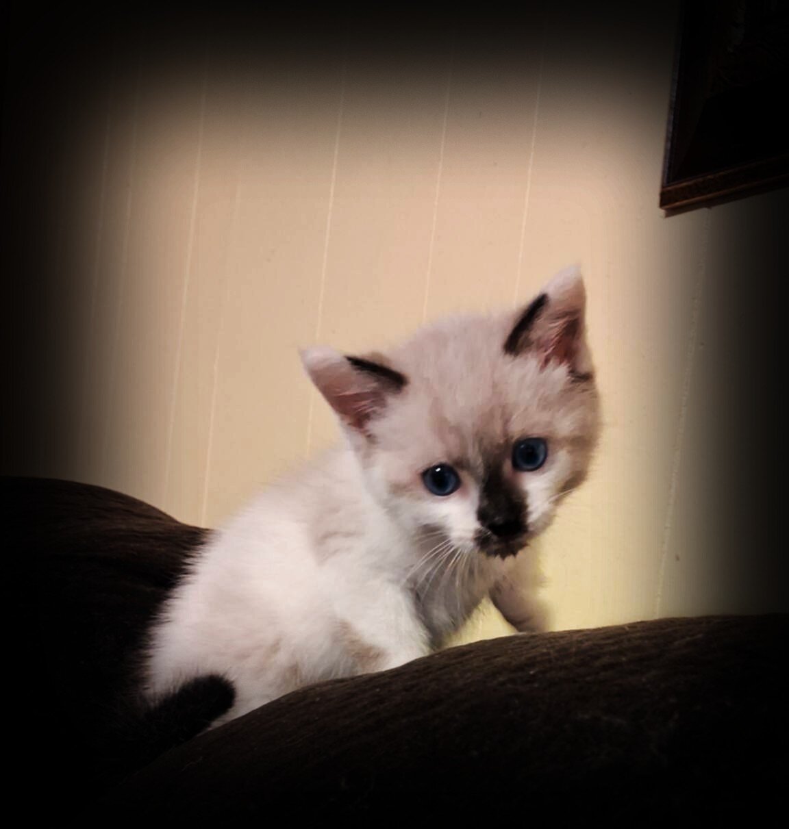 Adorable sassy snowshoe Kitten image 3