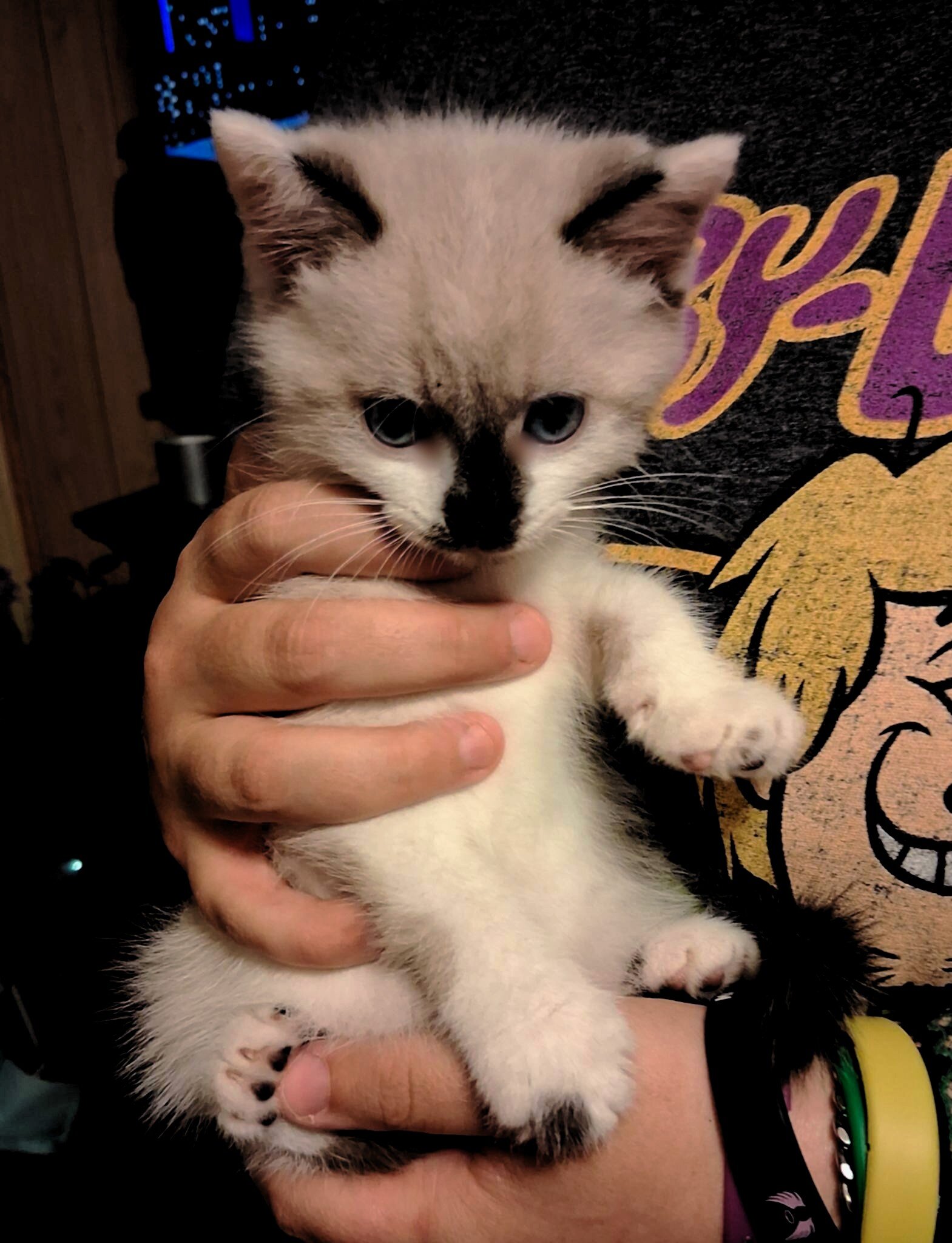 Adorable sassy snowshoe Kitten image 7