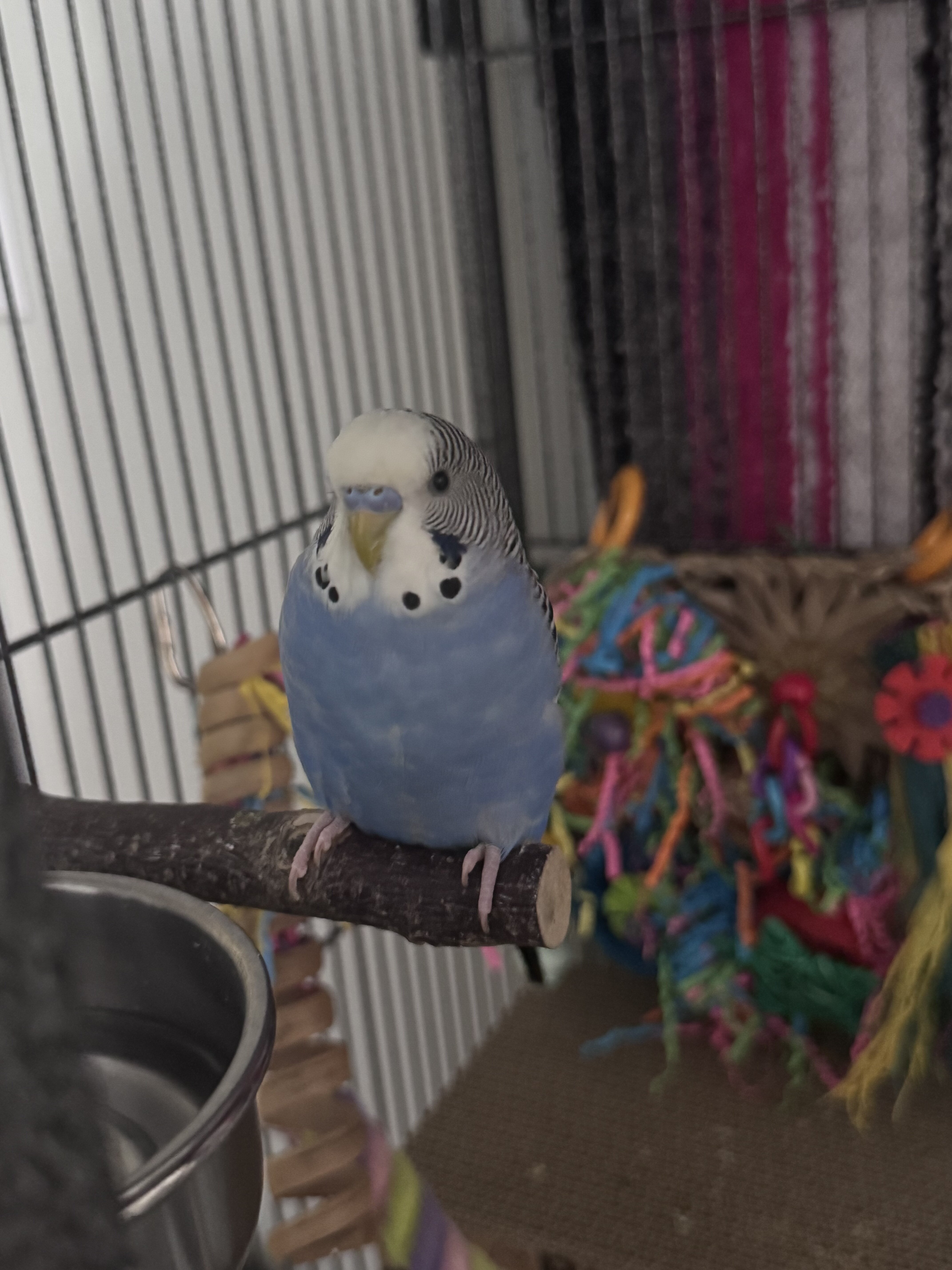 Bonded Pair of Budgies + Cage & Supplies image 2