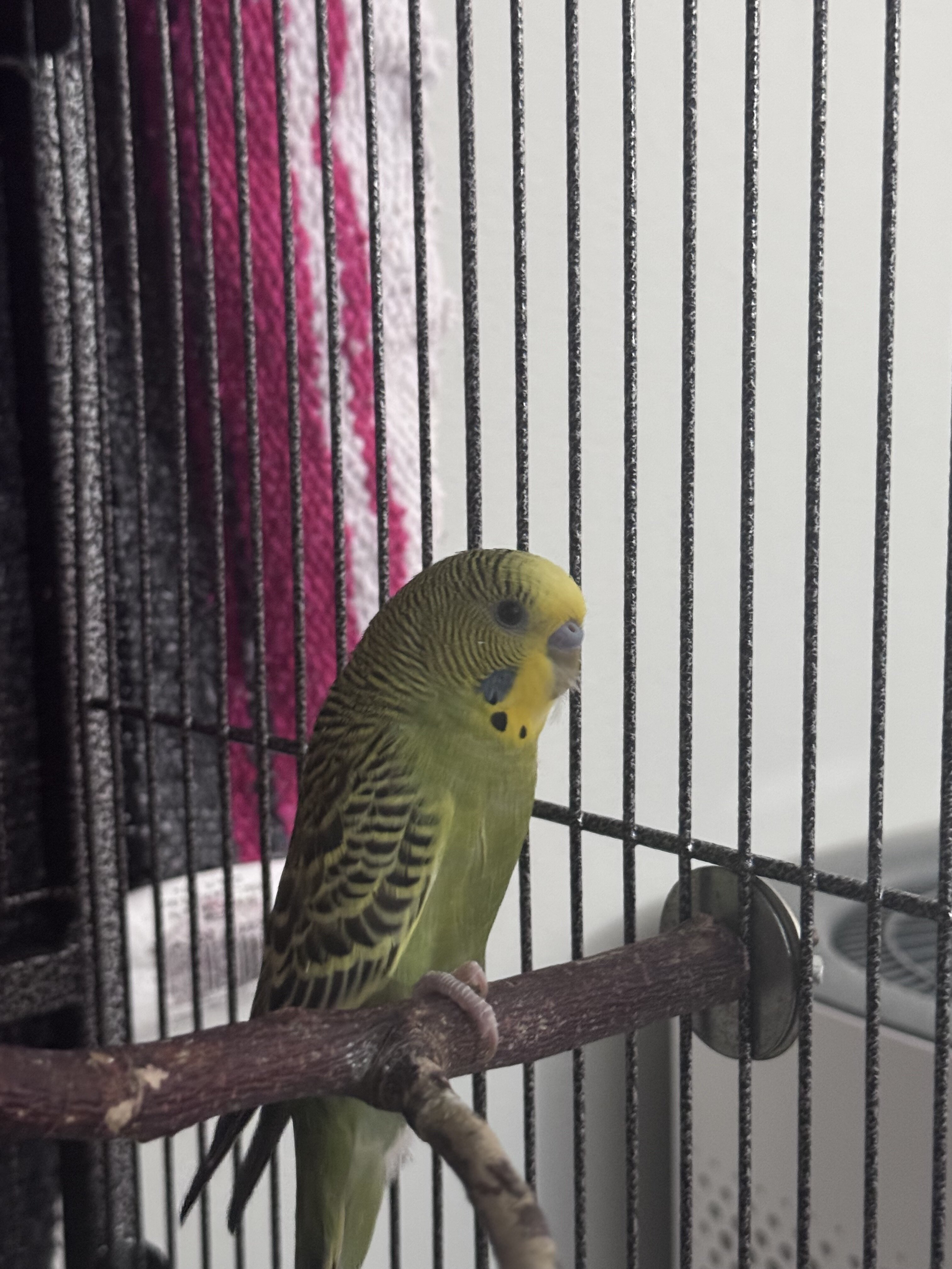 Bonded Pair of Budgies + Cage & Supplies image 1
