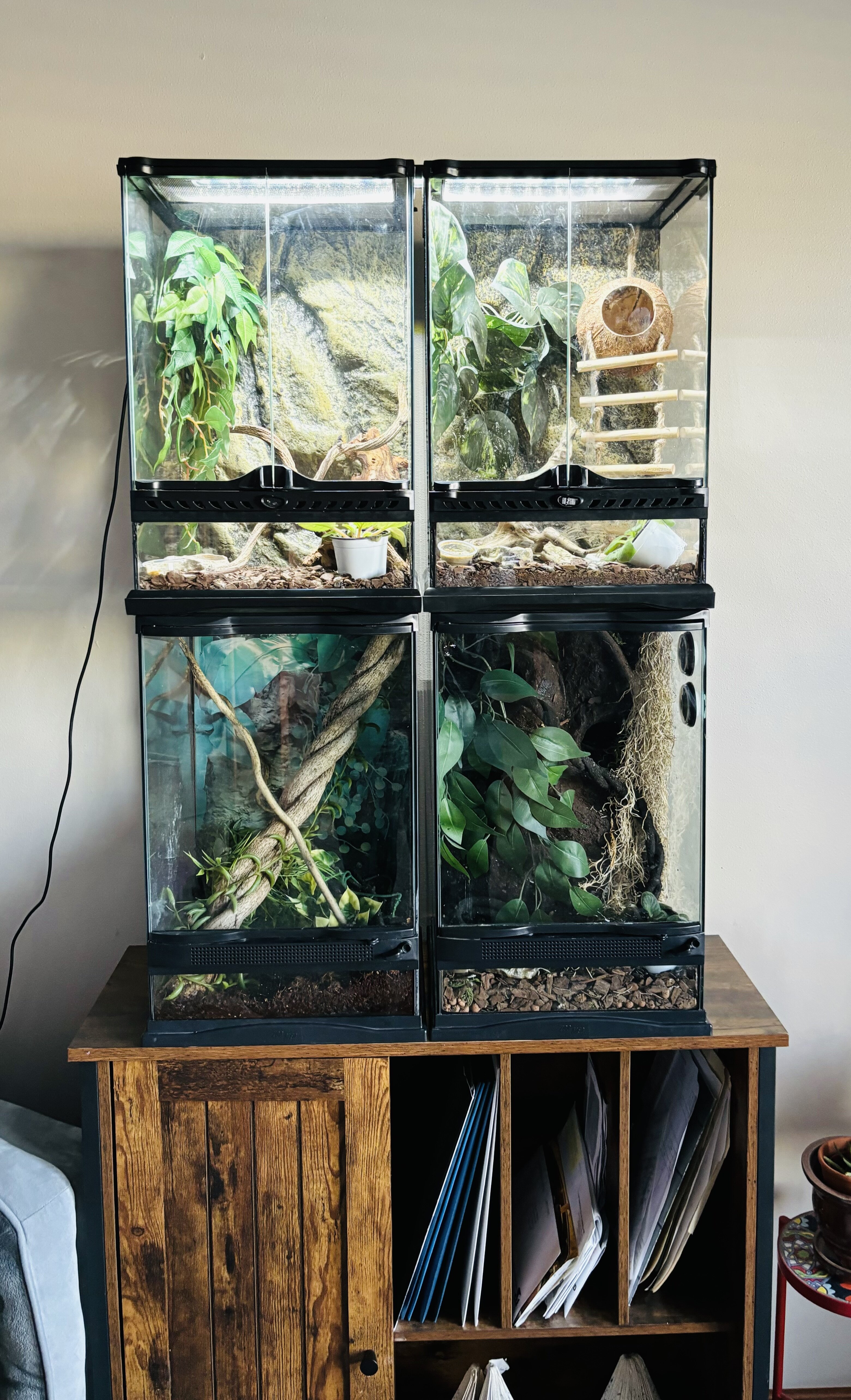 Crested Geckos image 5