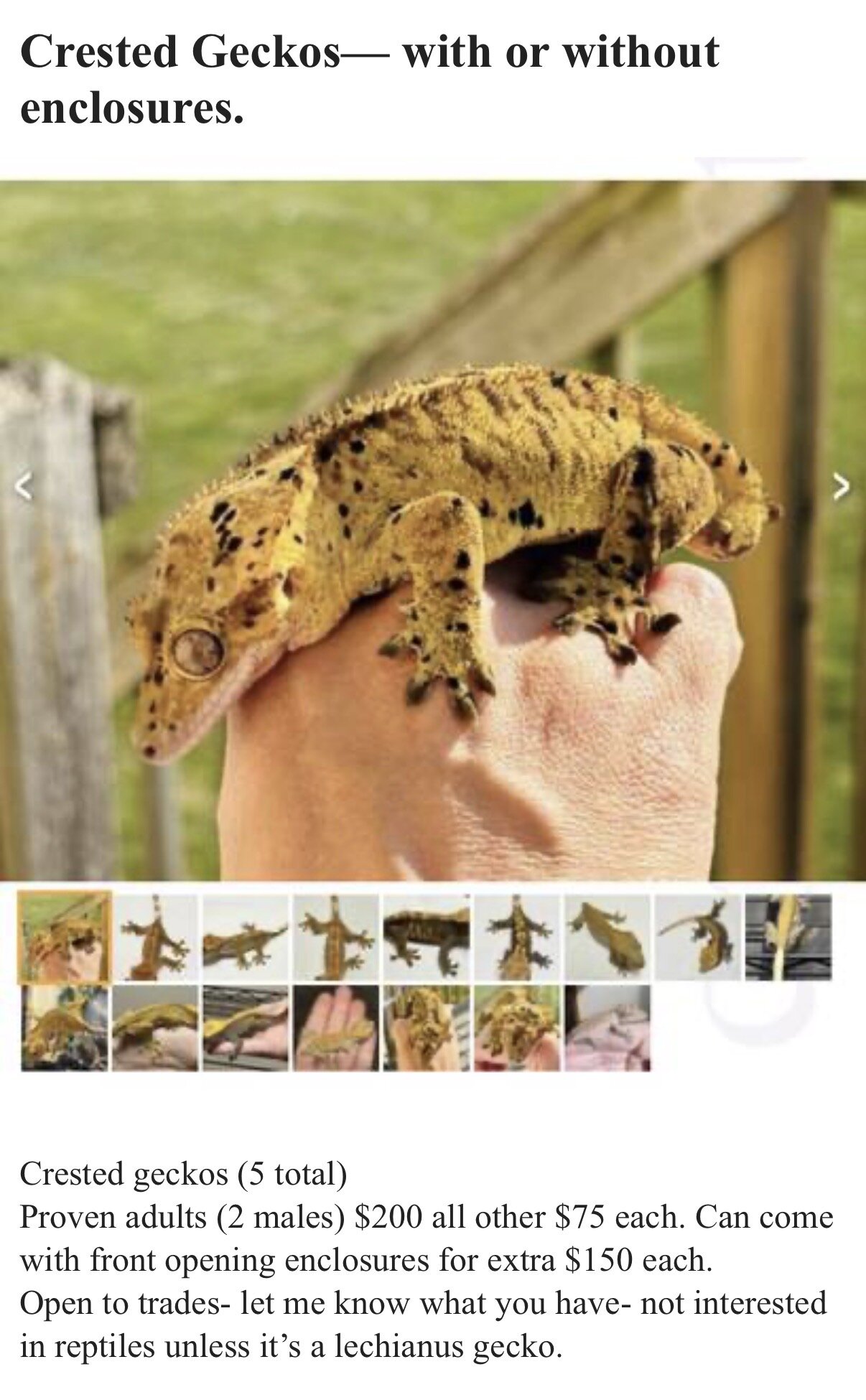 Crested Geckos image 4