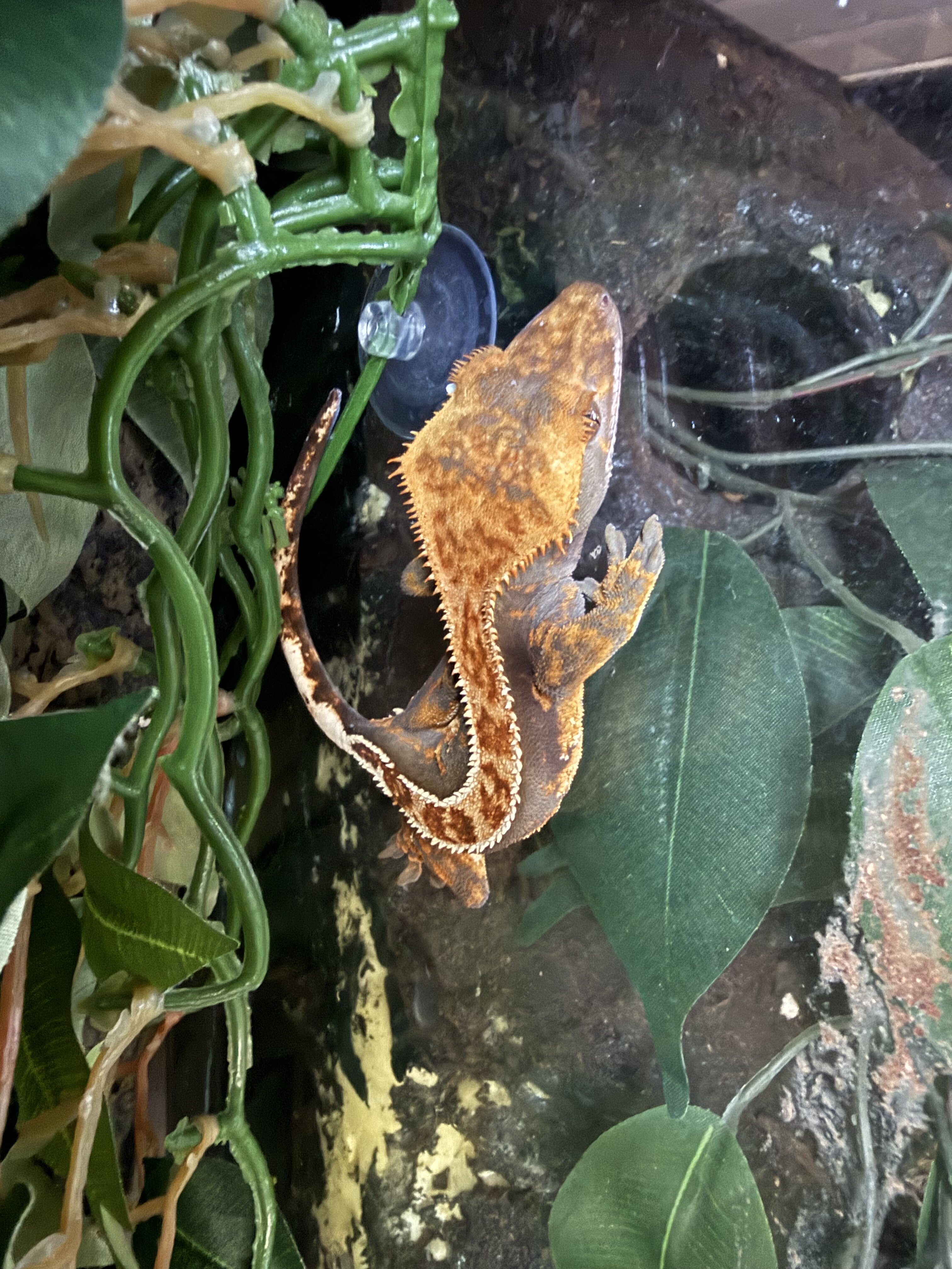 Crested Geckos image 3