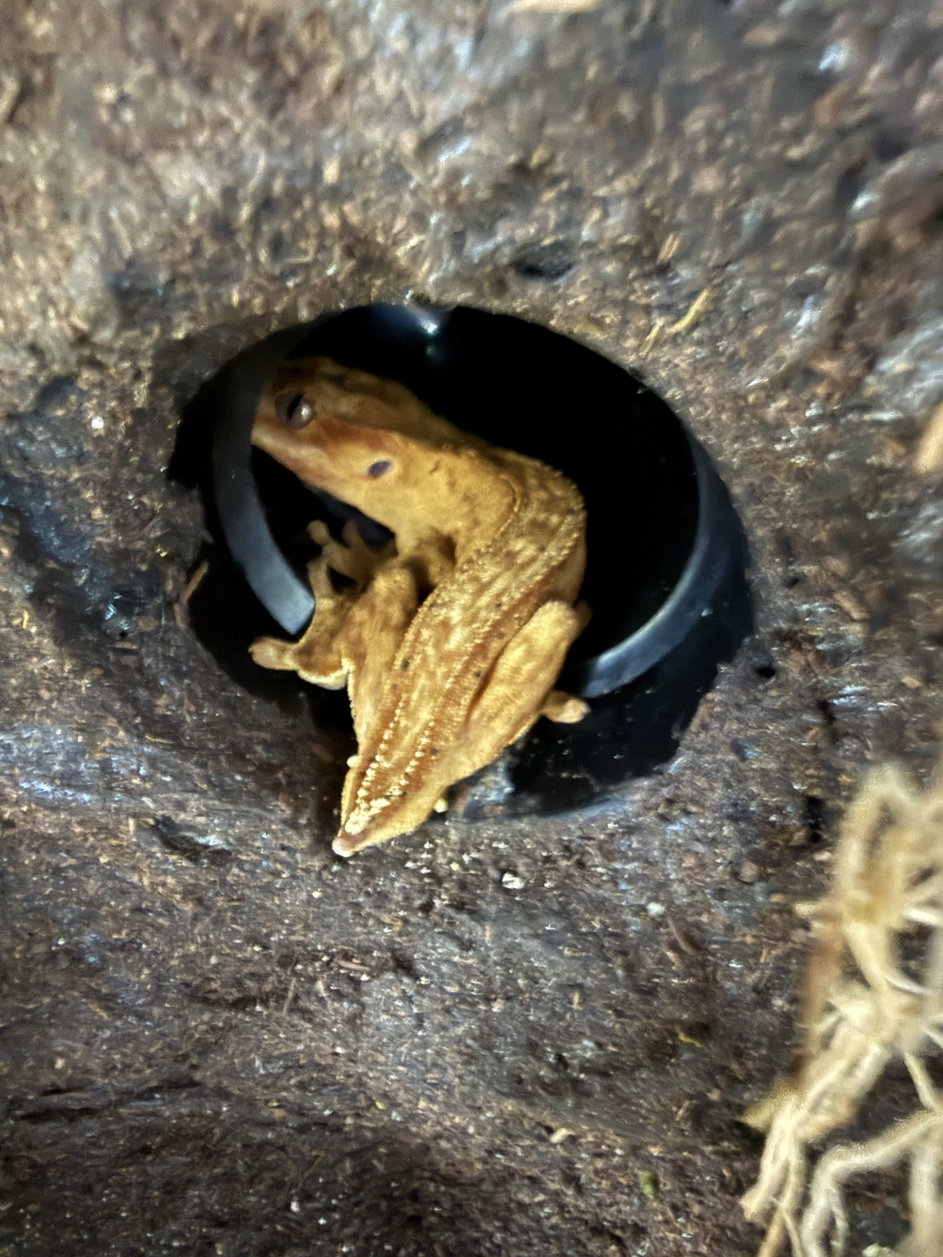 Crested Geckos image 2
