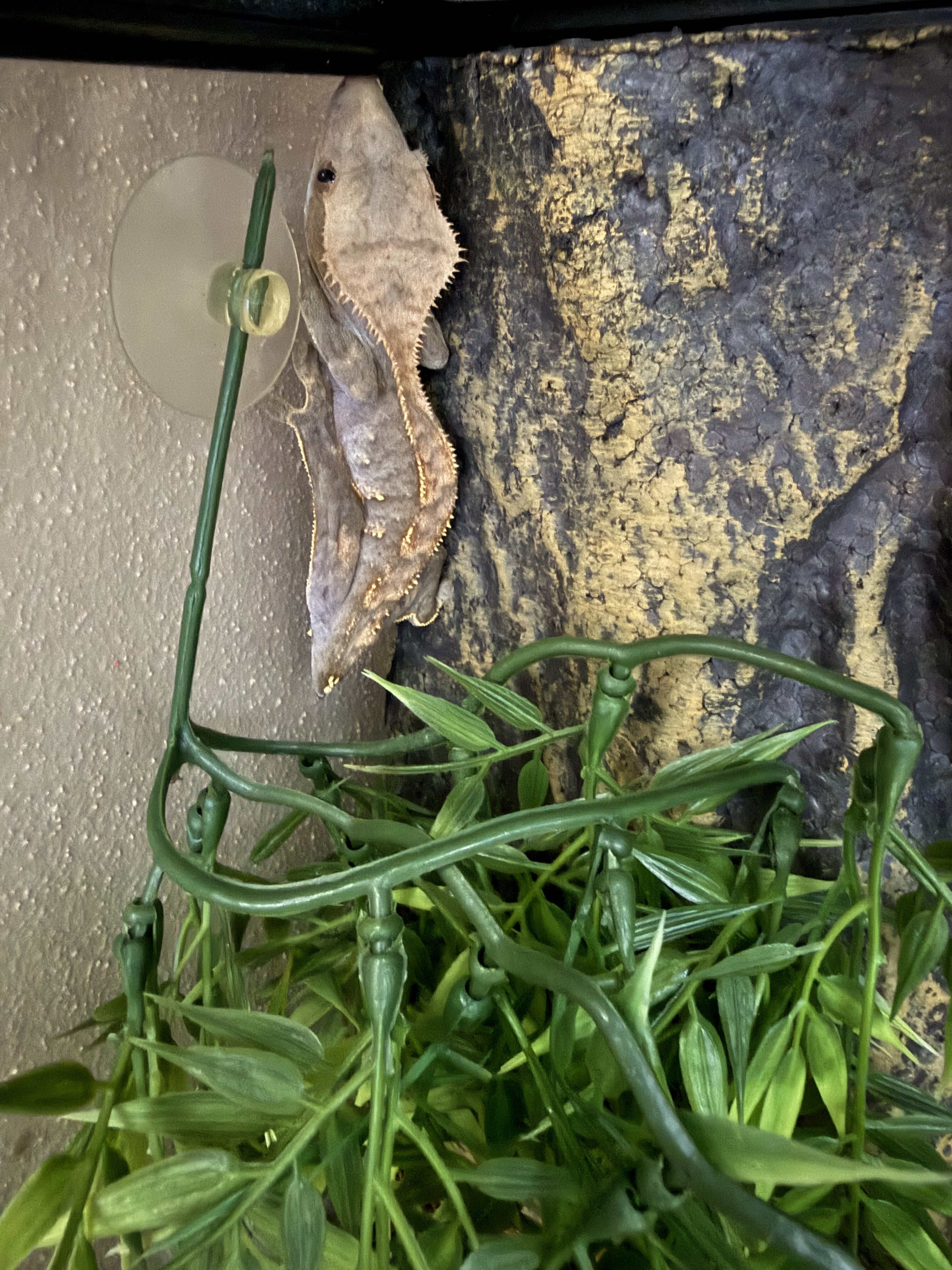 Crested Geckos image 1