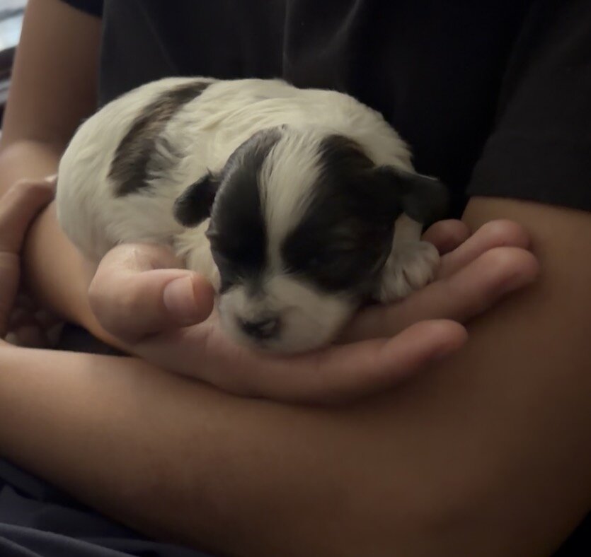 Shorkie mix puppies image 4