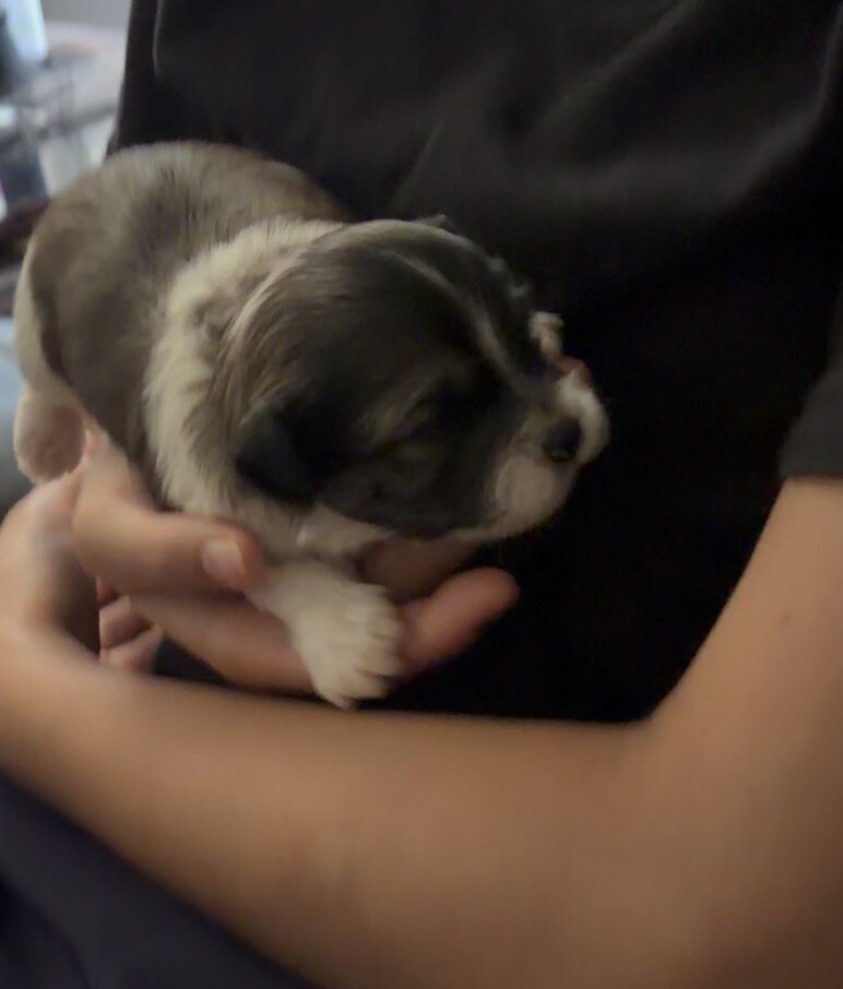Shorkie mix puppies image 3