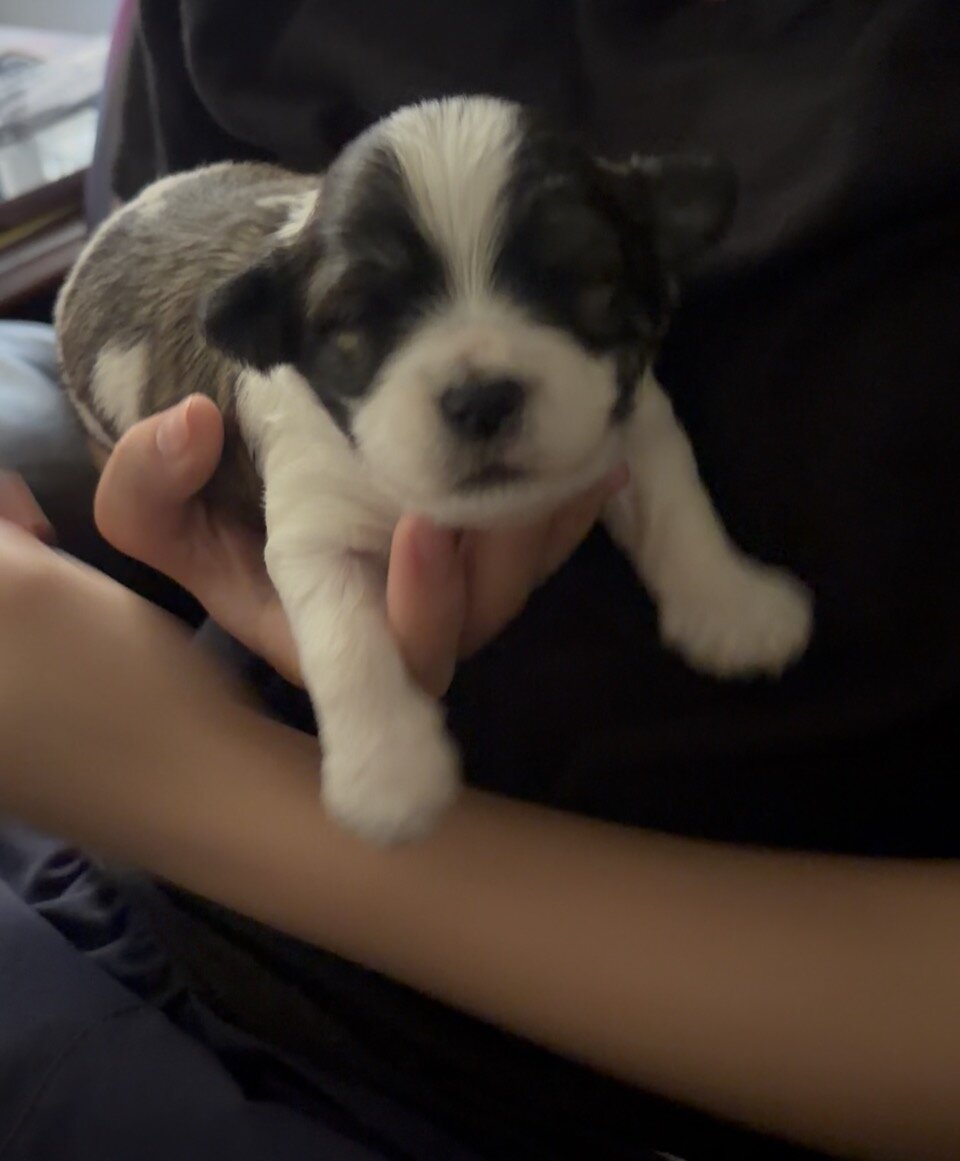 Shorkie mix puppies image 2