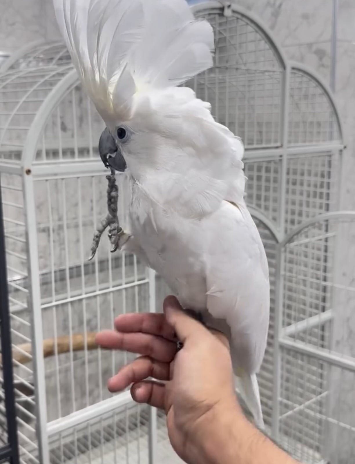 Sweet Umbrella Cockatoo image 1