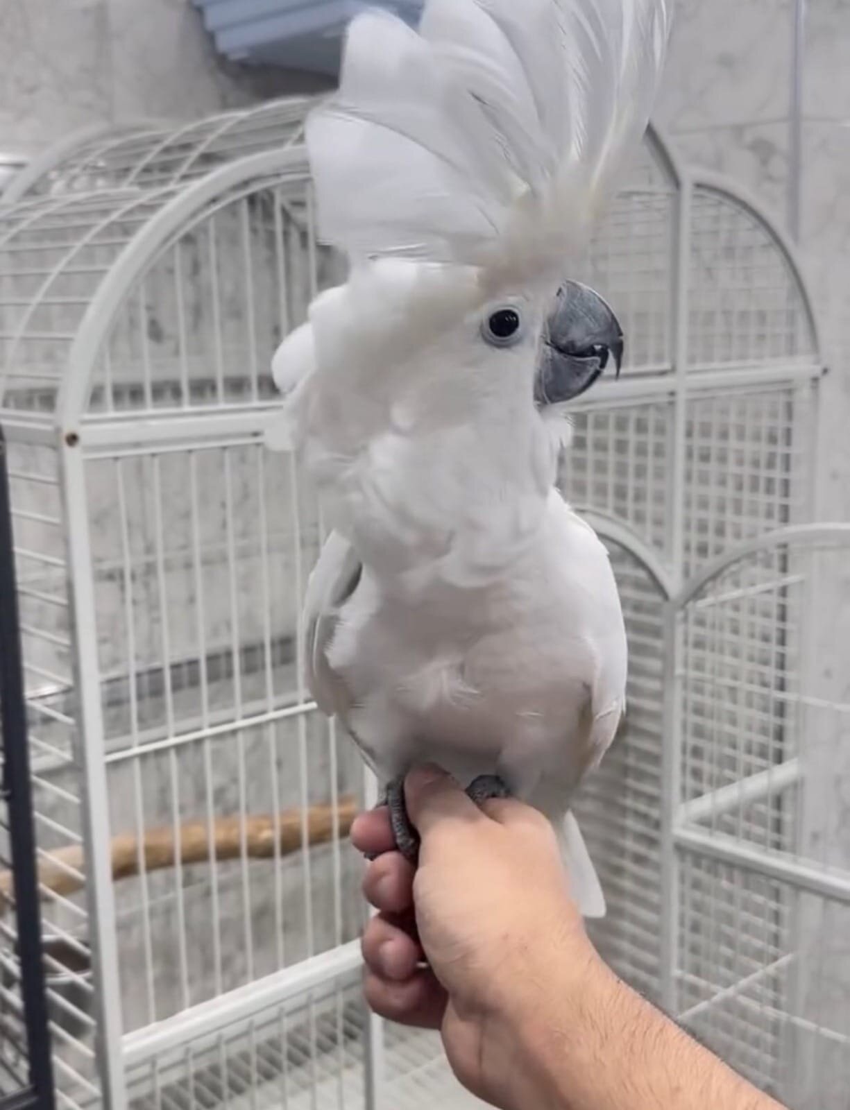 Sweet Umbrella Cockatoo image 2