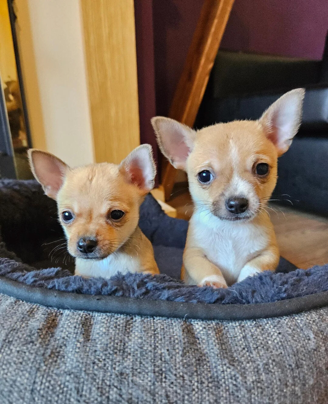 Tiny Chihuahua Pups With Big Little Persona image 2