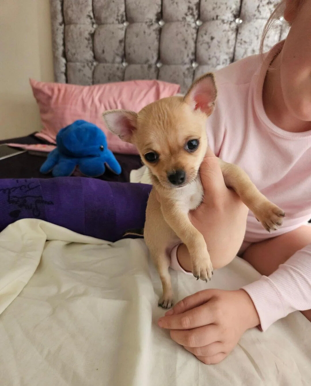 Tiny Chihuahua Pups With Big Little Persona image 1