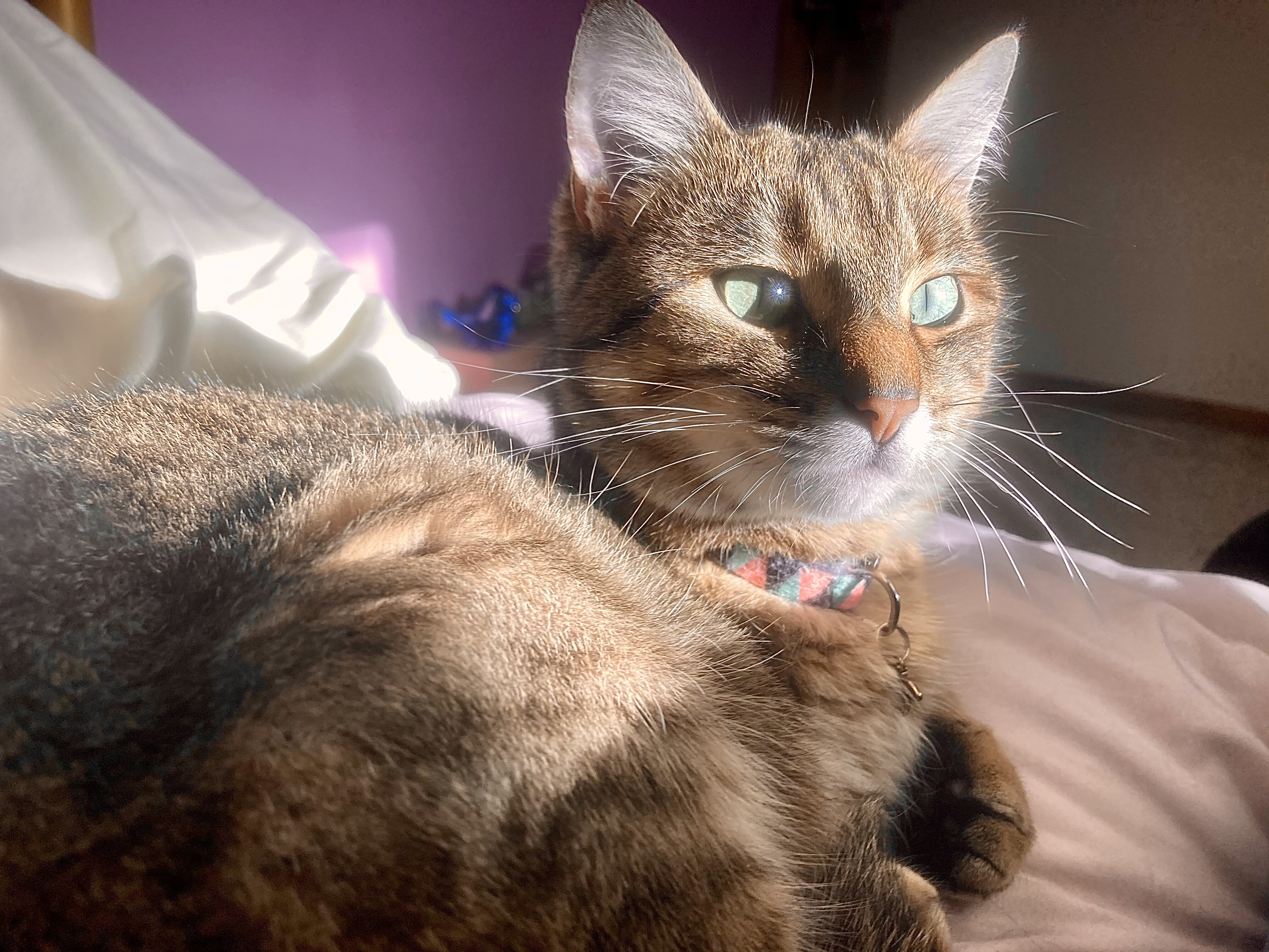 Cat for free image 2