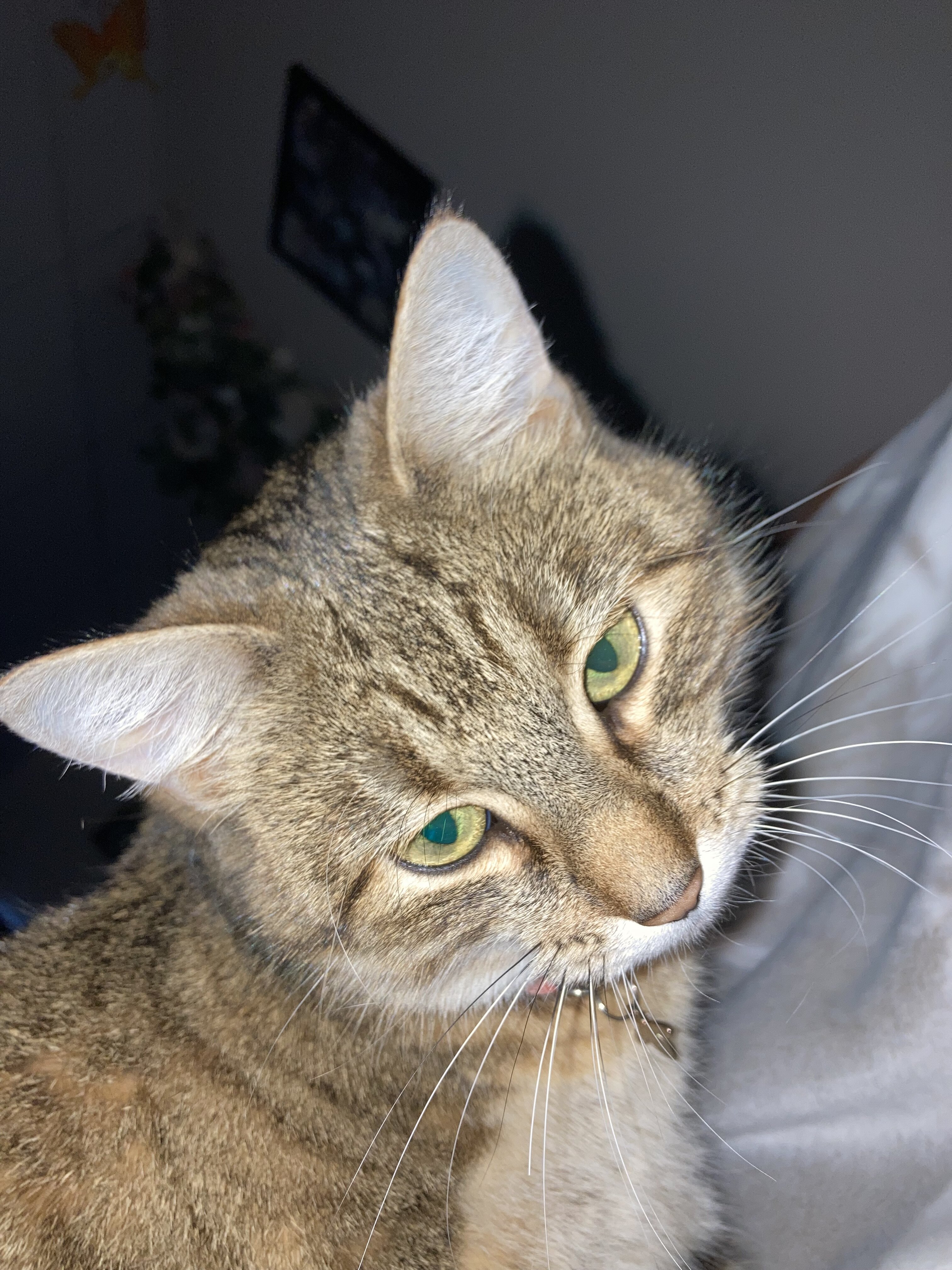 Cat for free image 1