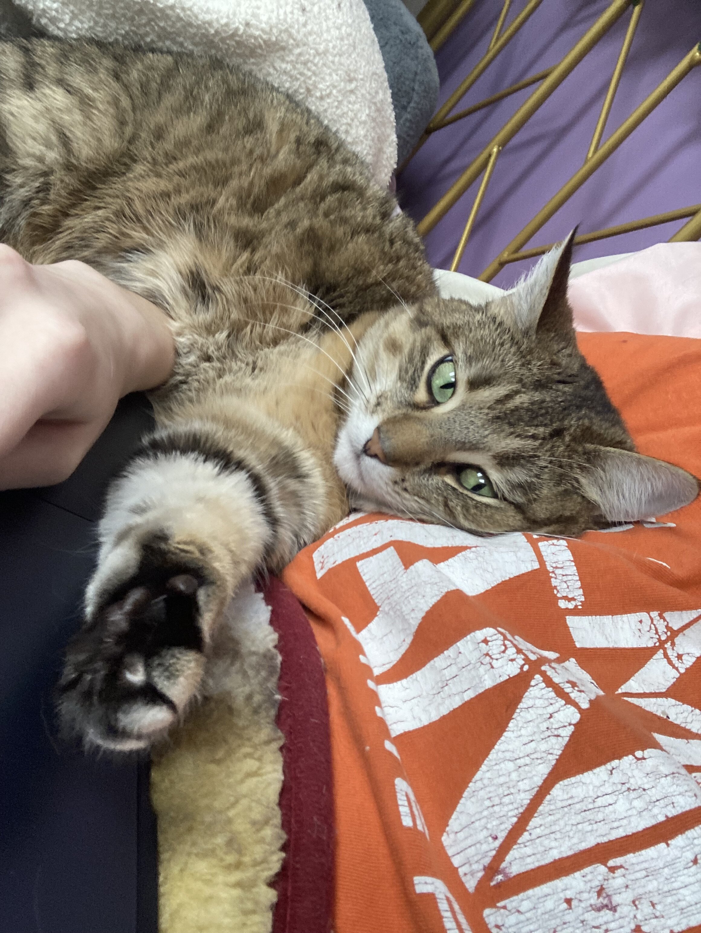 Cat for free image 3