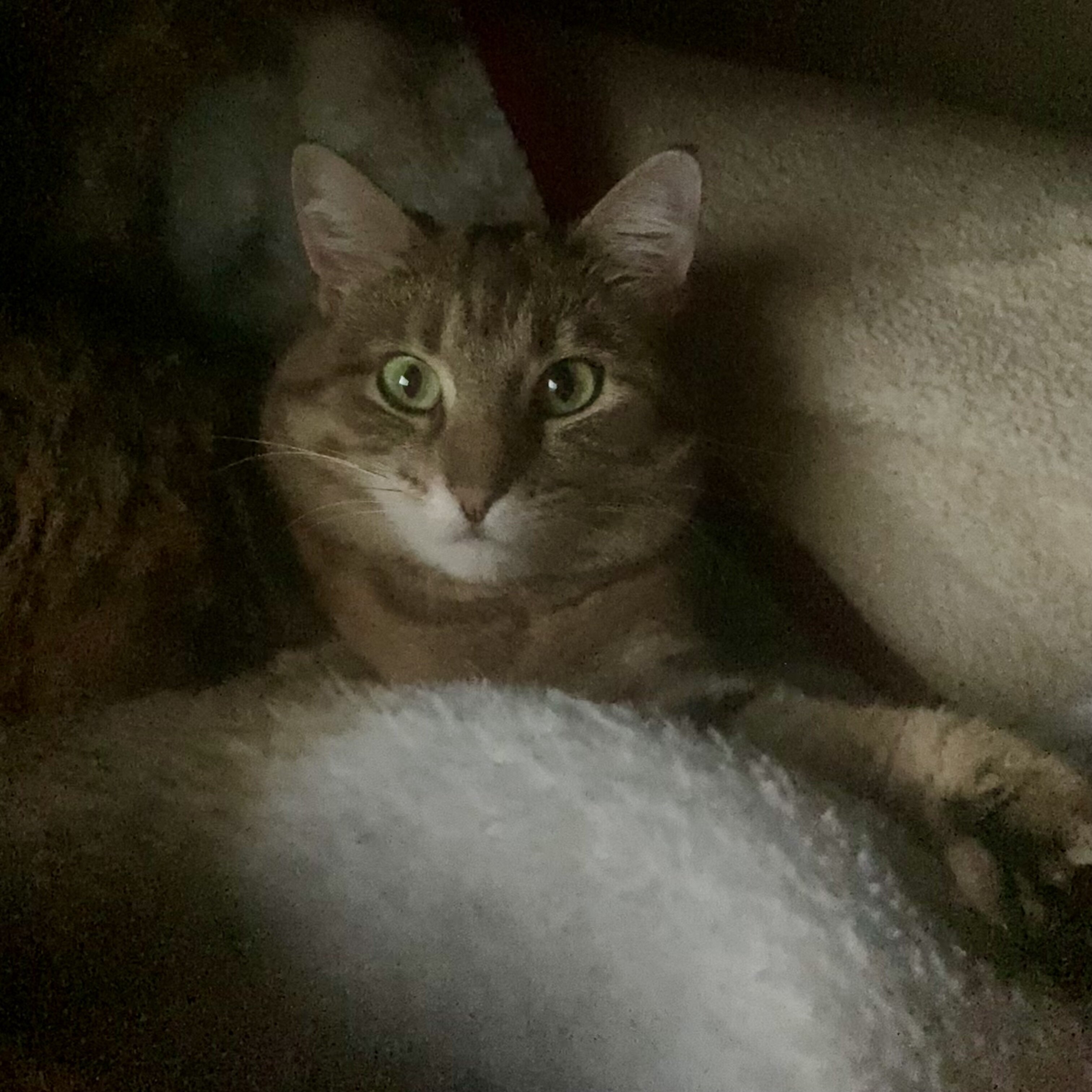 Cat for free image 4