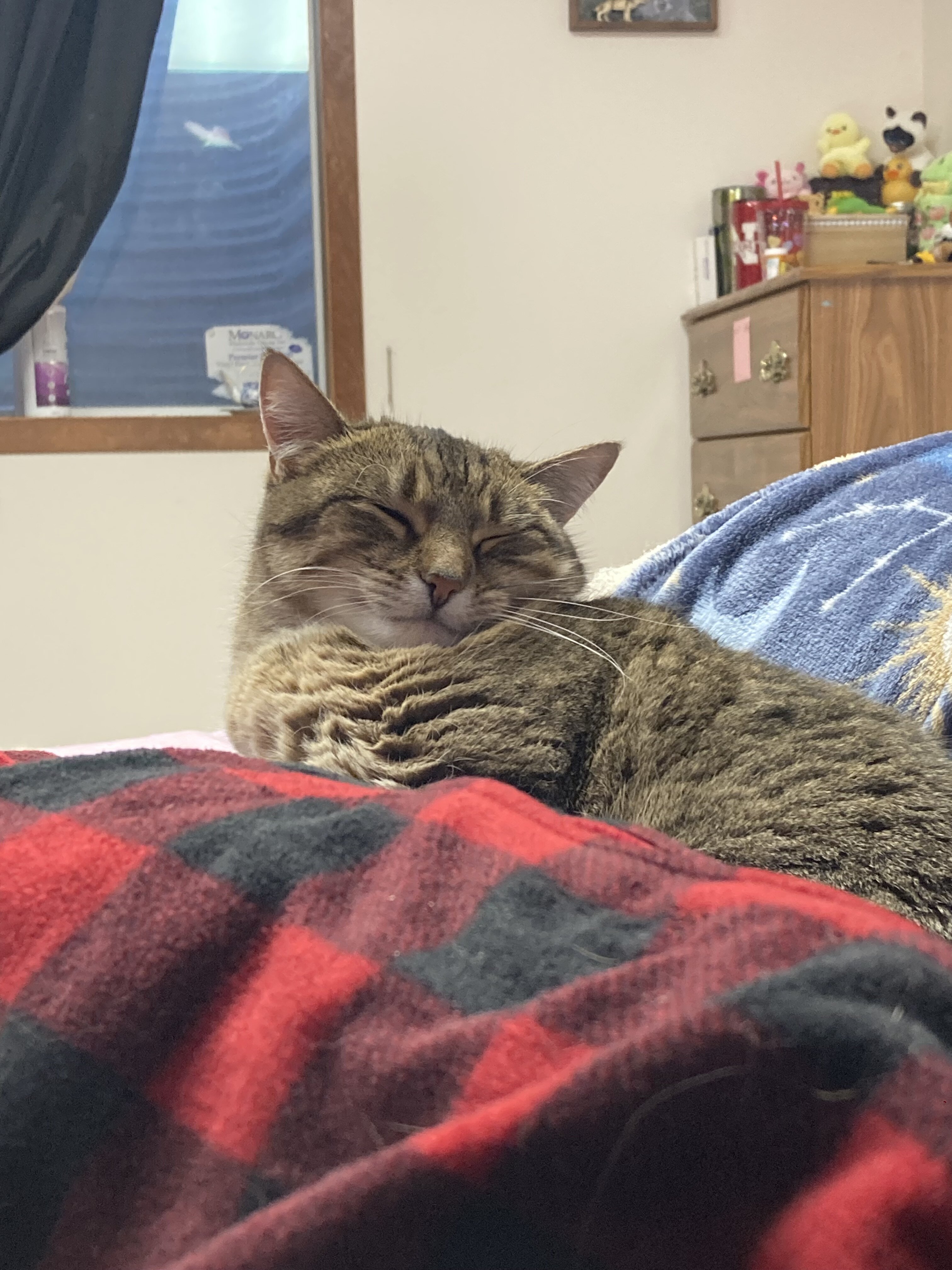 Cat for free image 5