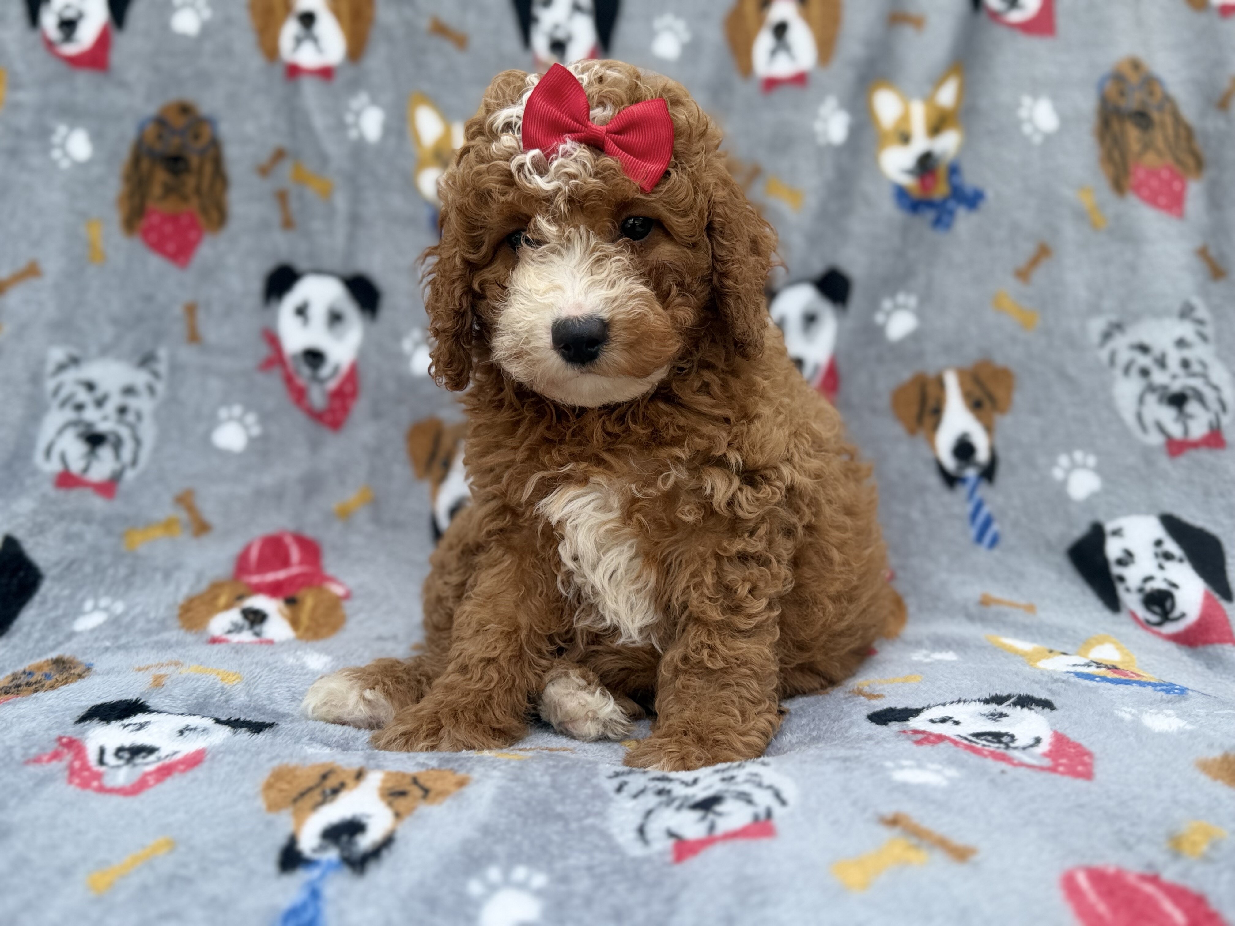 Lucy image 3
