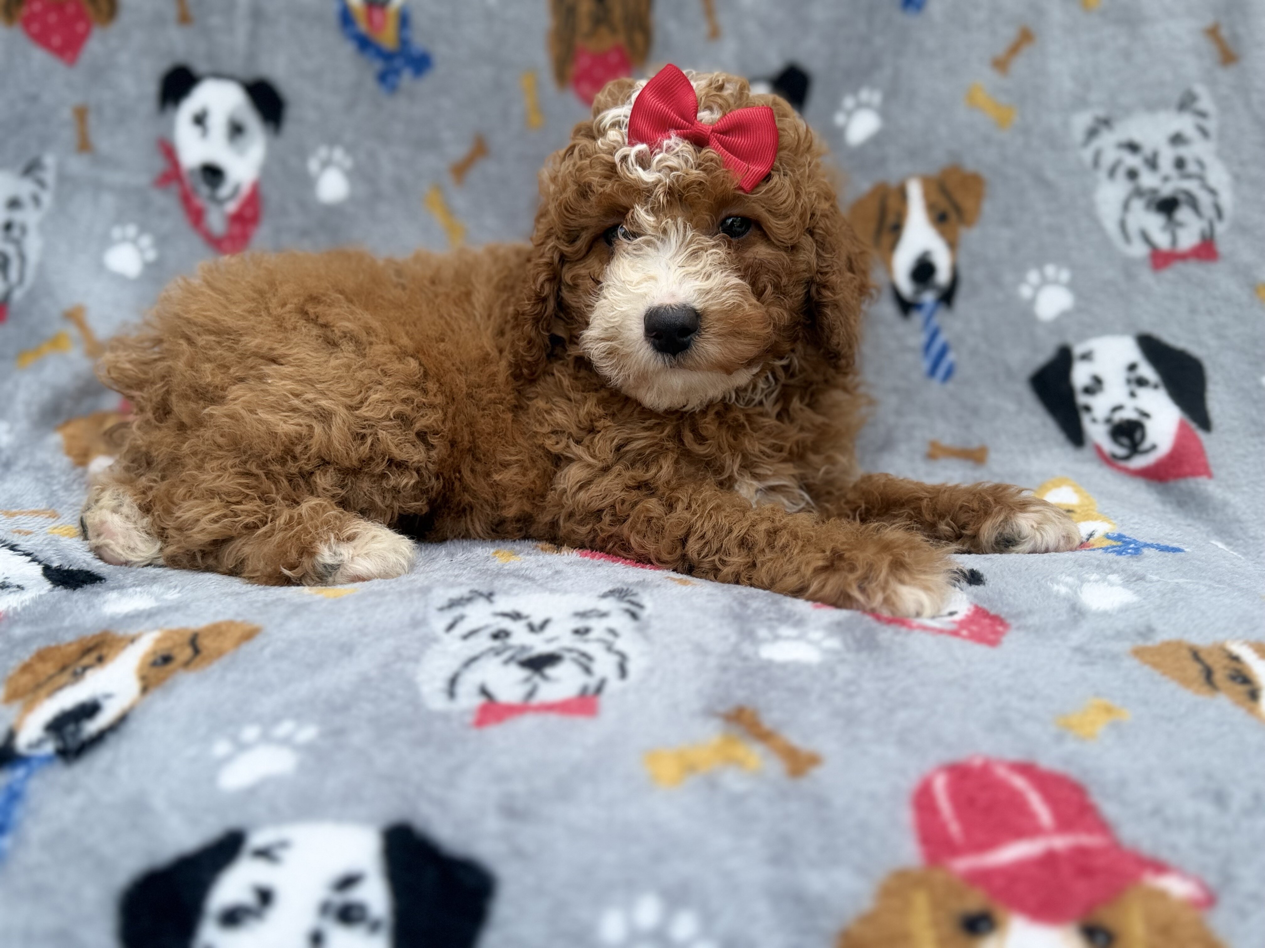 Lucy image 4