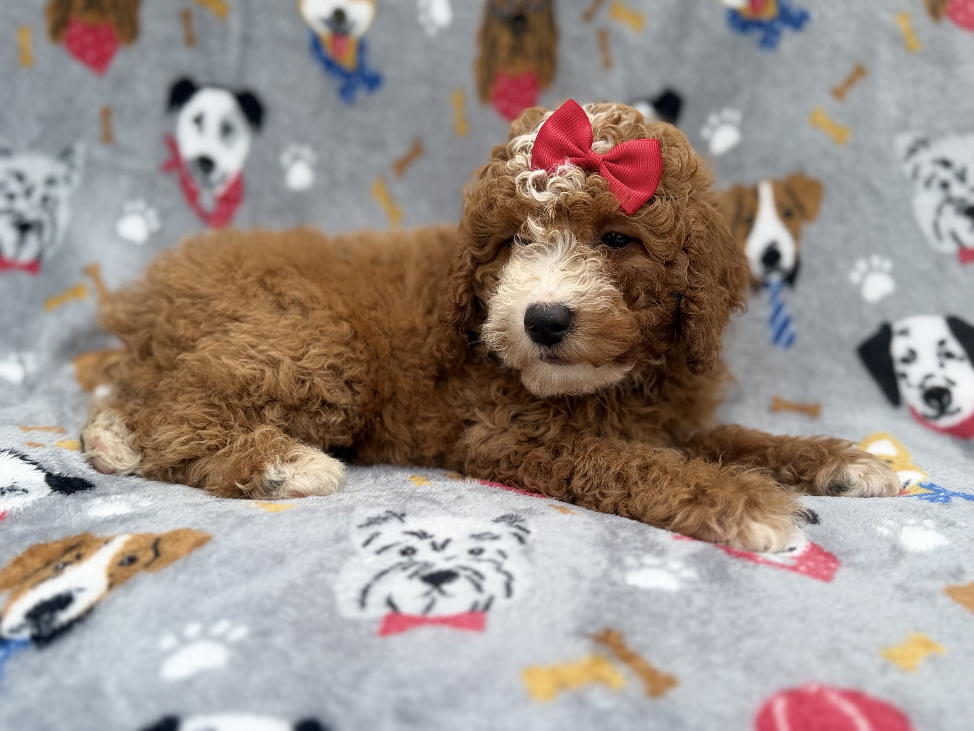 Lucy image 2