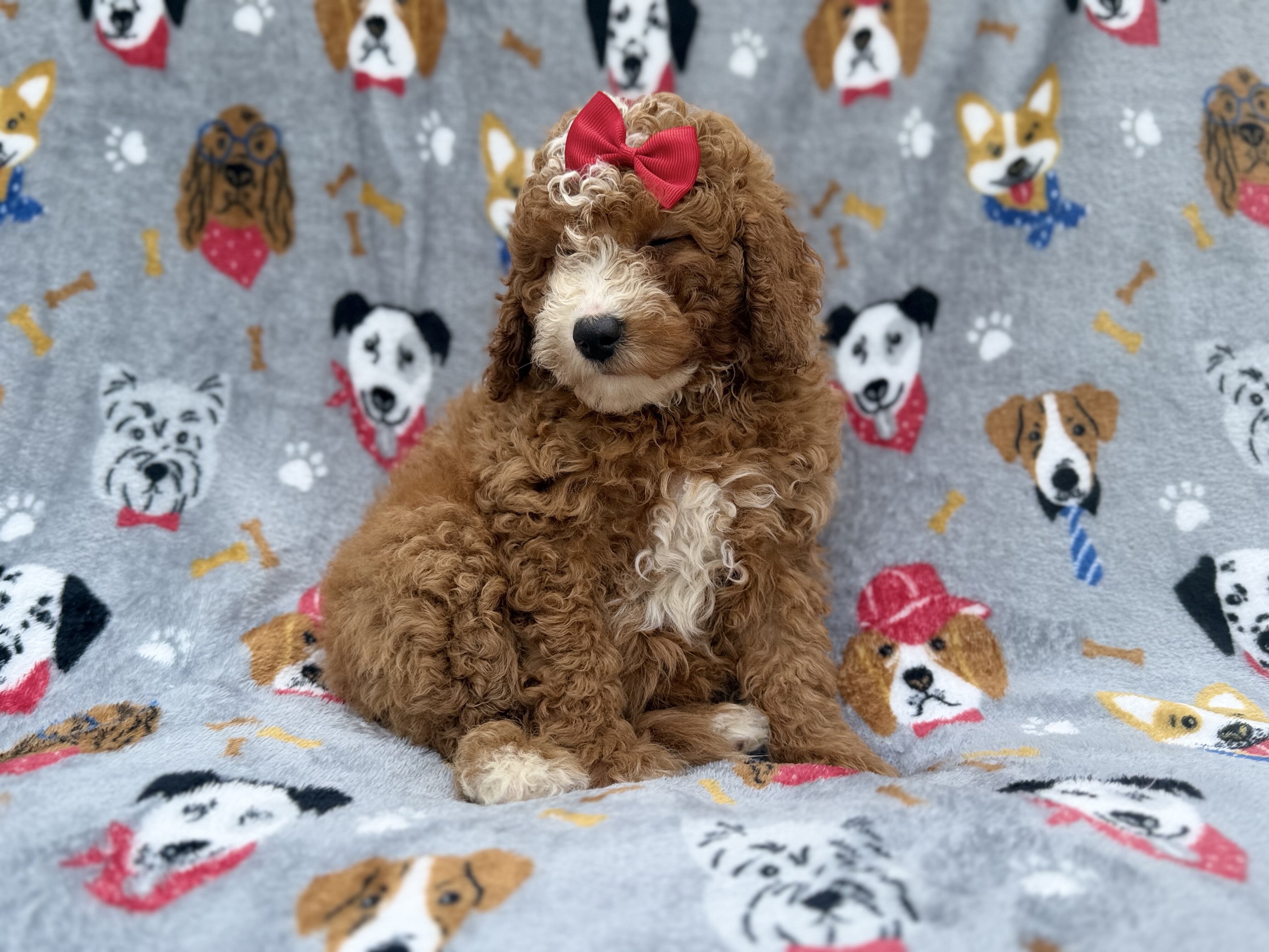 Lucy image 6