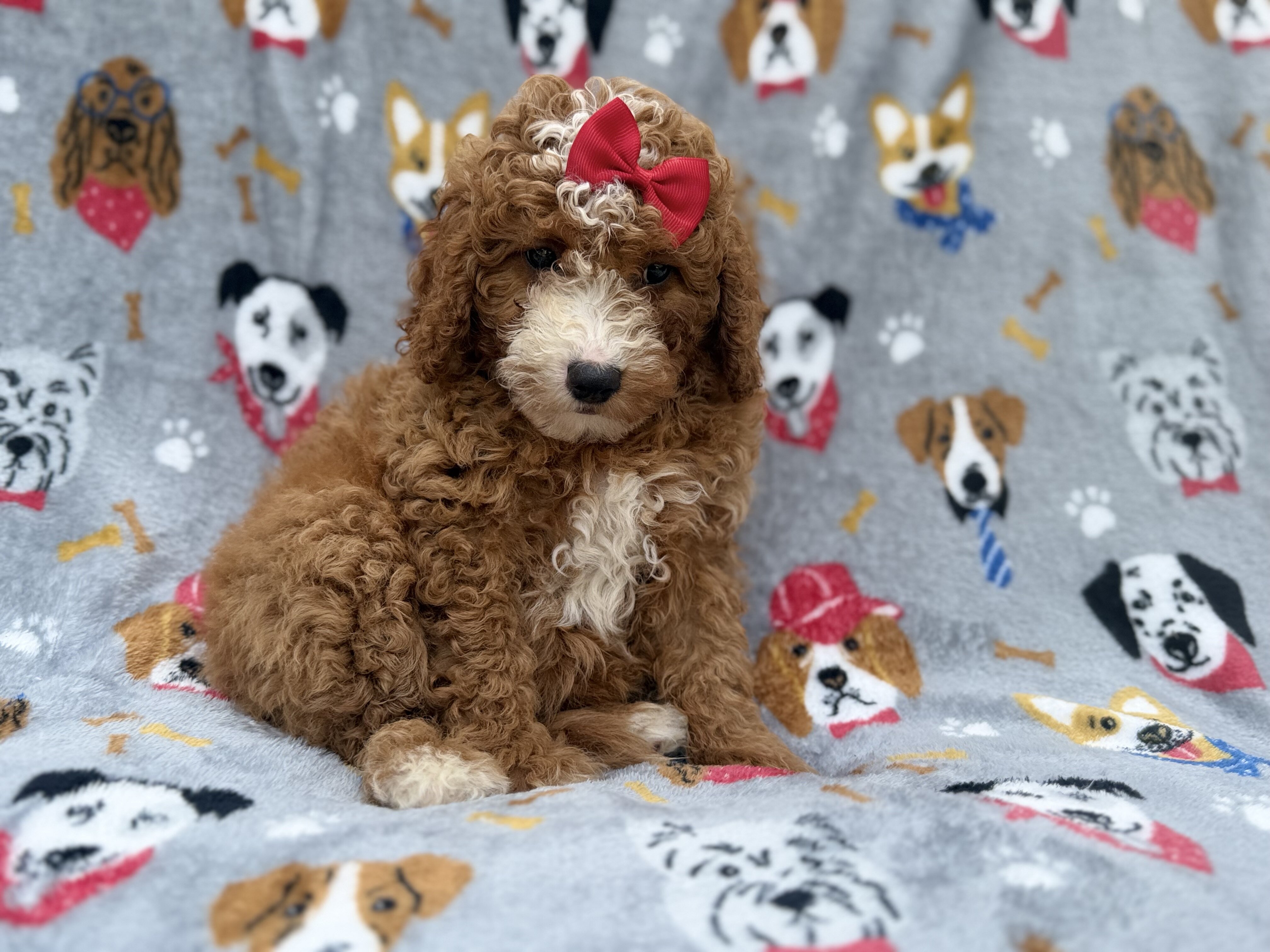 Lucy image 5