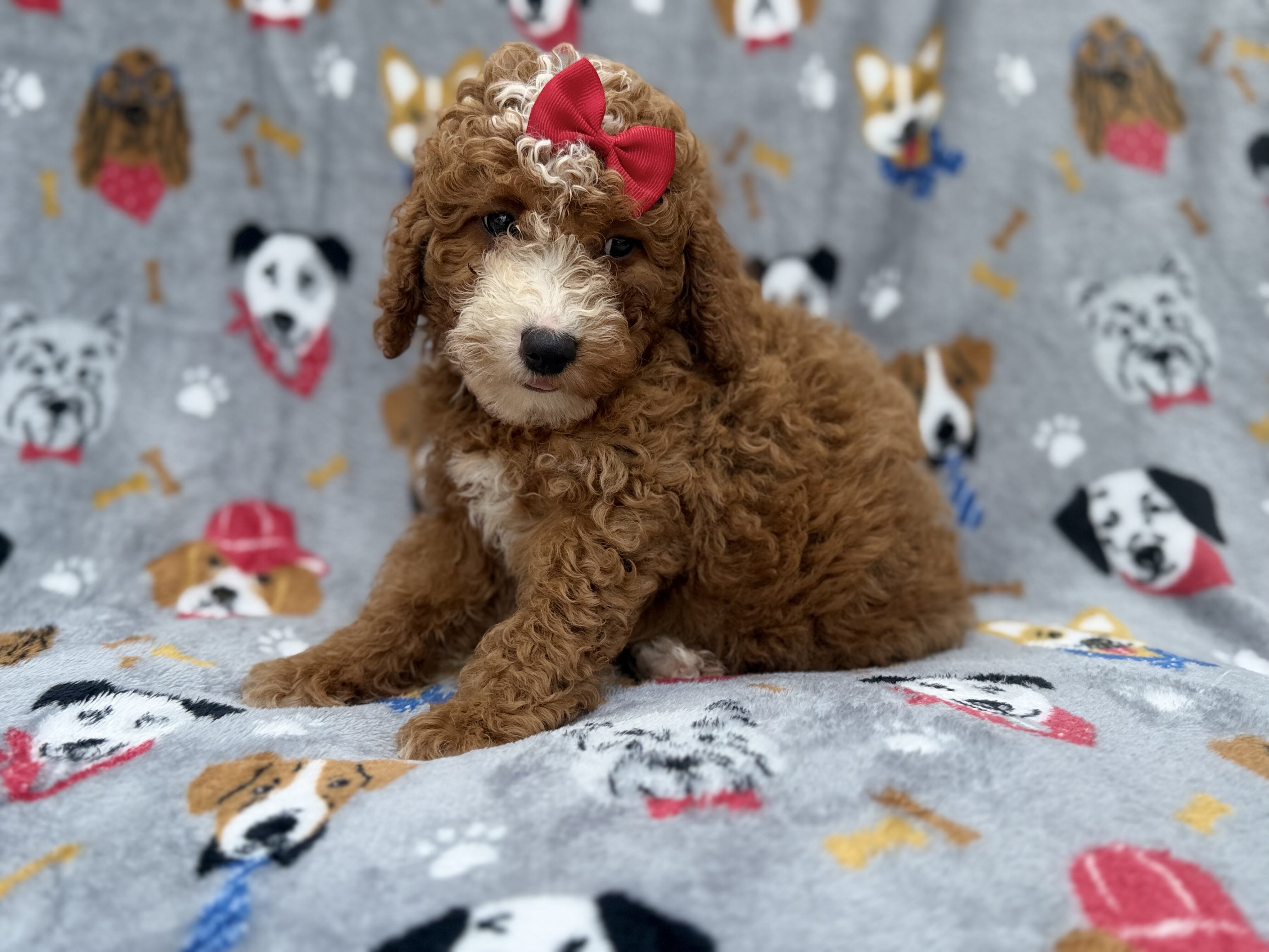 Lucy image 1