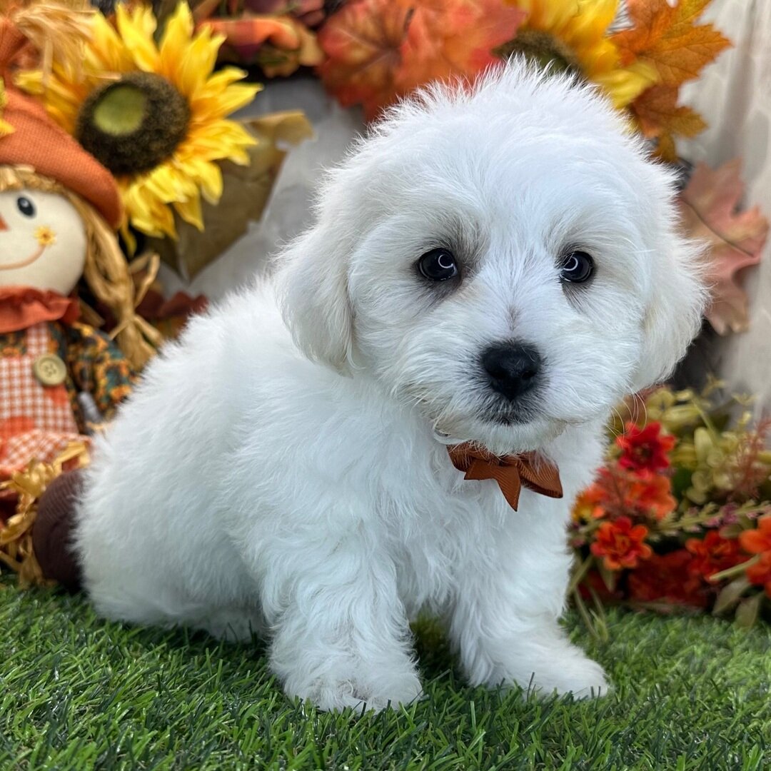 Adorable Male Bichon frise Puppy image 2